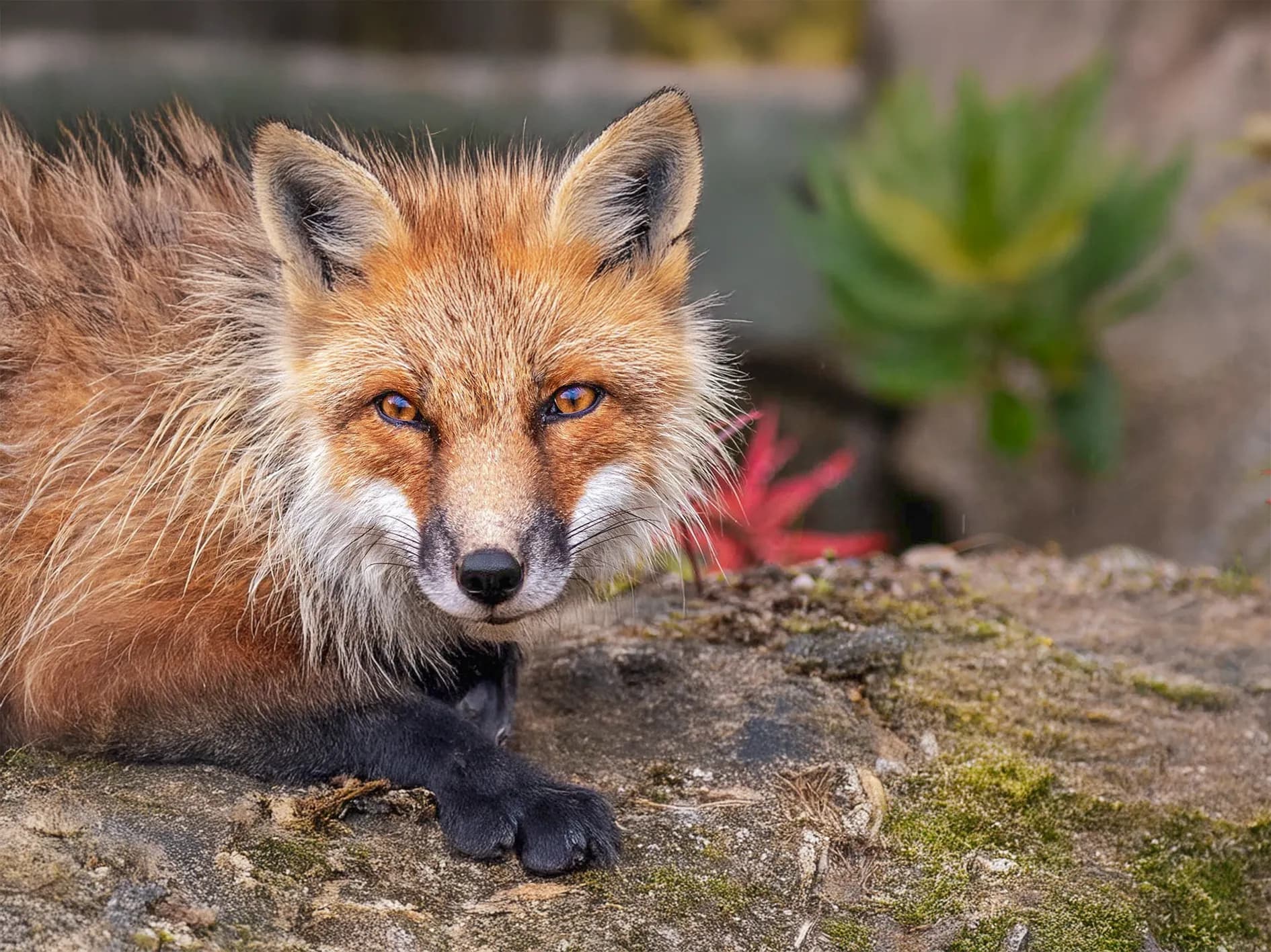 A fox with orange-brown fur rests on a rock, staring into the camera. Its bright yellow eyes stand out, adding intensity to its expression. The background features