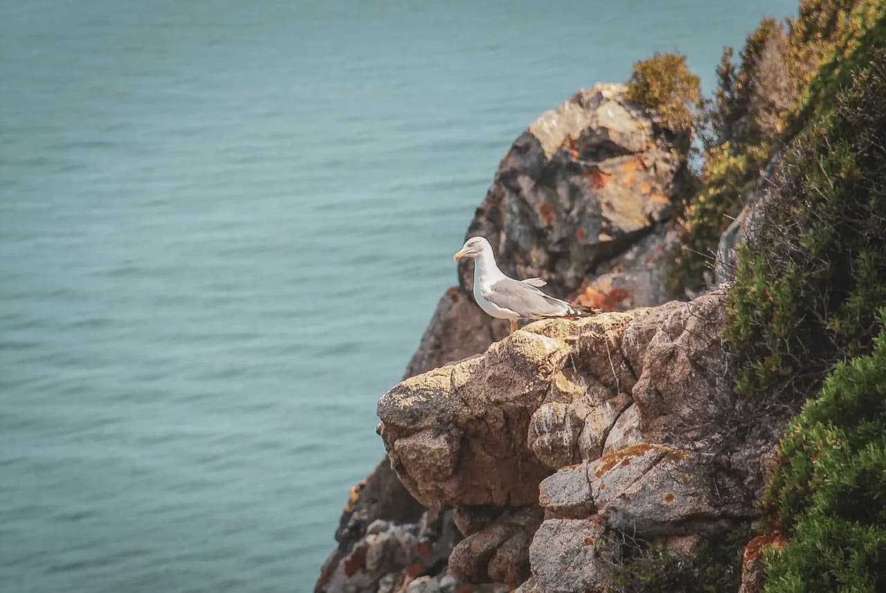 Un goéland perché sur des rochers face à la mer turquoise, symbole de la beauté sauvage de la Corse.