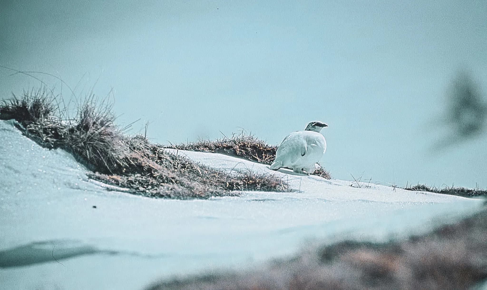 Sneeuwschoenwandelen op de Meije met Wildhartt.