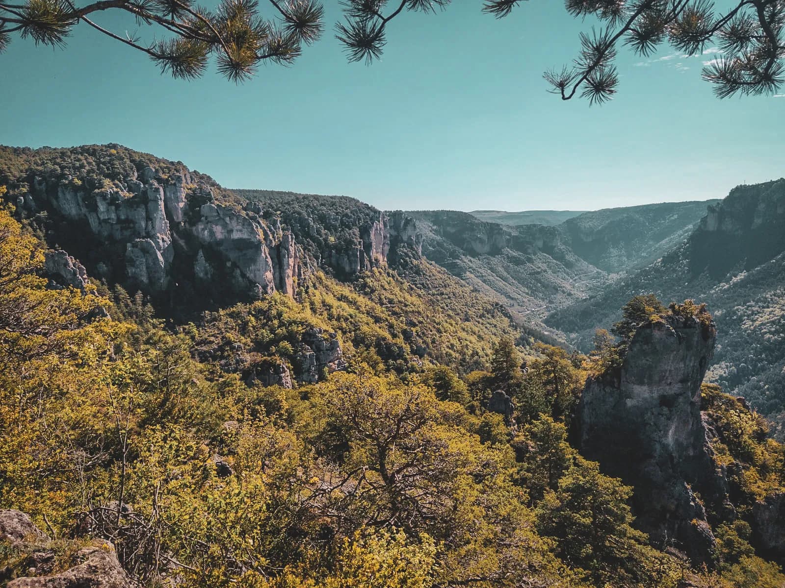 Vue panoramique des Gorges du Tarn, avec falaises impressionnantes et végétation luxuriante.