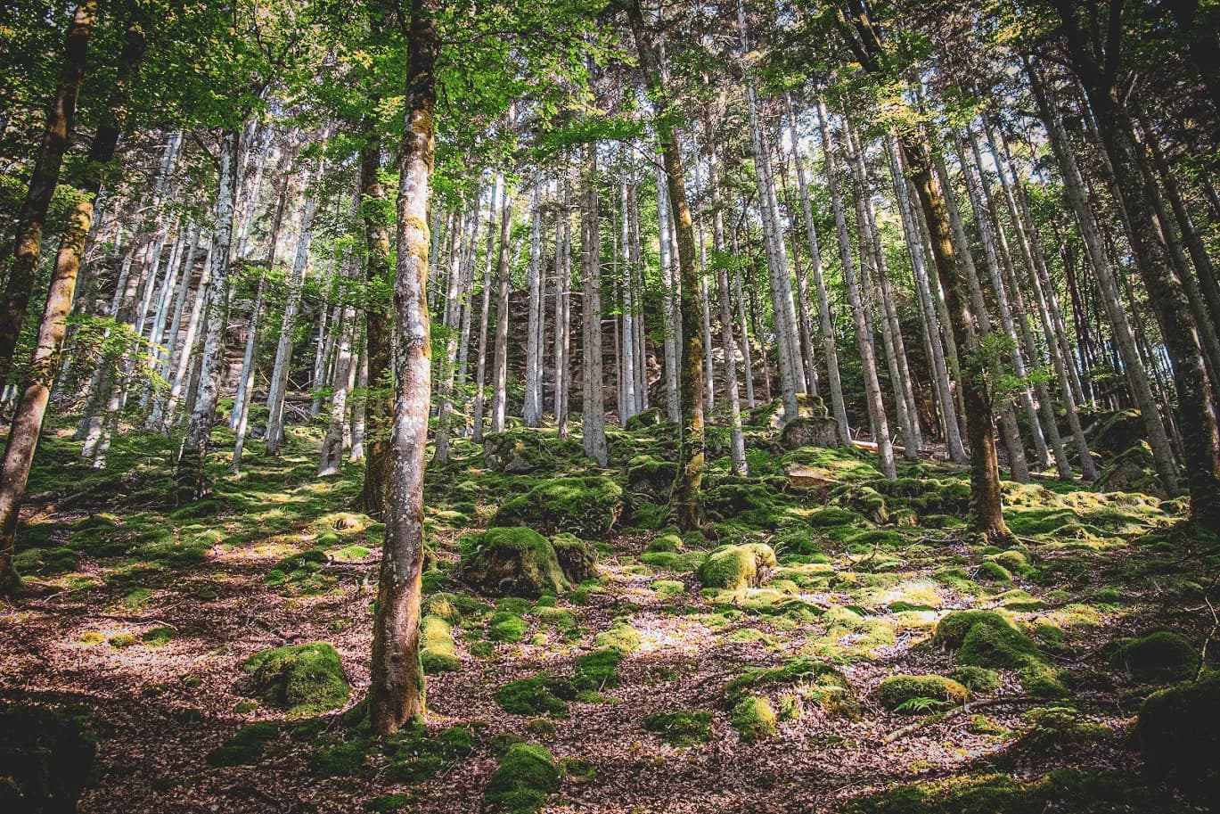 A forest landscape of serene beauty, characterised by slender trees with light-coloured trunks, rising up among rocks covered in green moss. The ground is carpeted with fallen leaves and