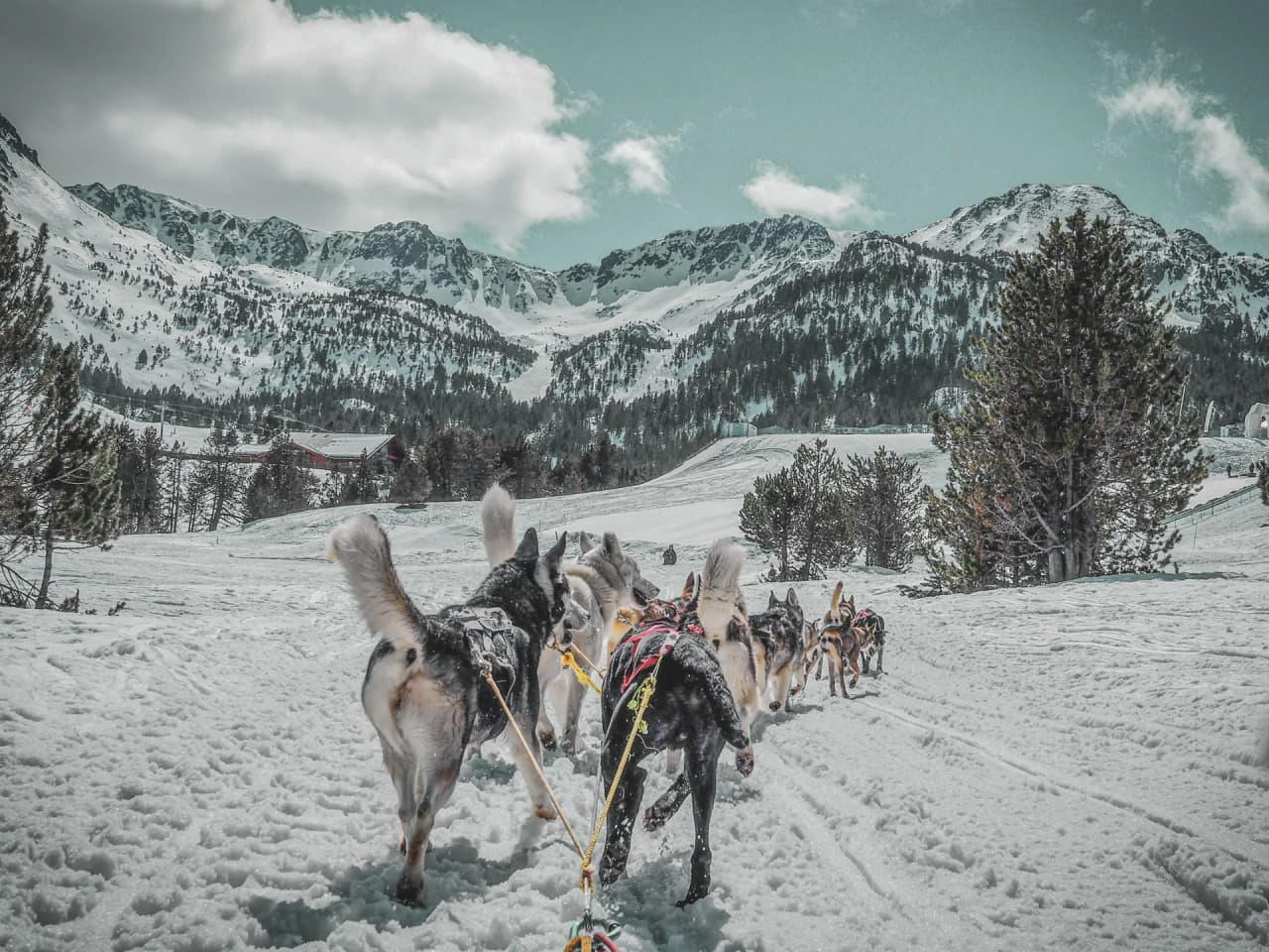 Een team husky's vertrekt door een besneeuwd Alpenlandschap onder een blauwe wolkenhemel.