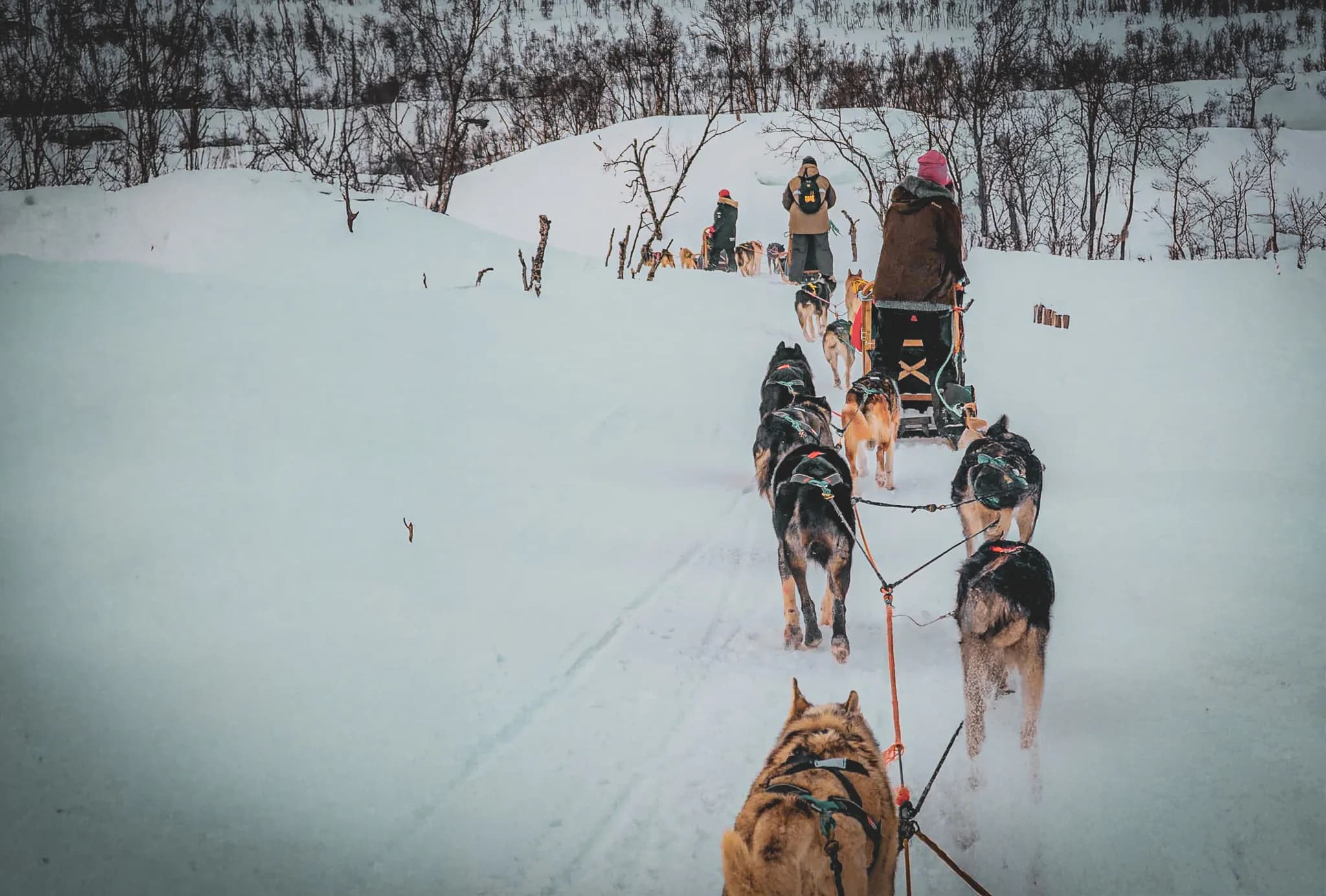 A dogsled glides along a snowy path, pulled by several huskies. At the back of the sled, one person is seated, while two other people walk ahead, dressed in their best.