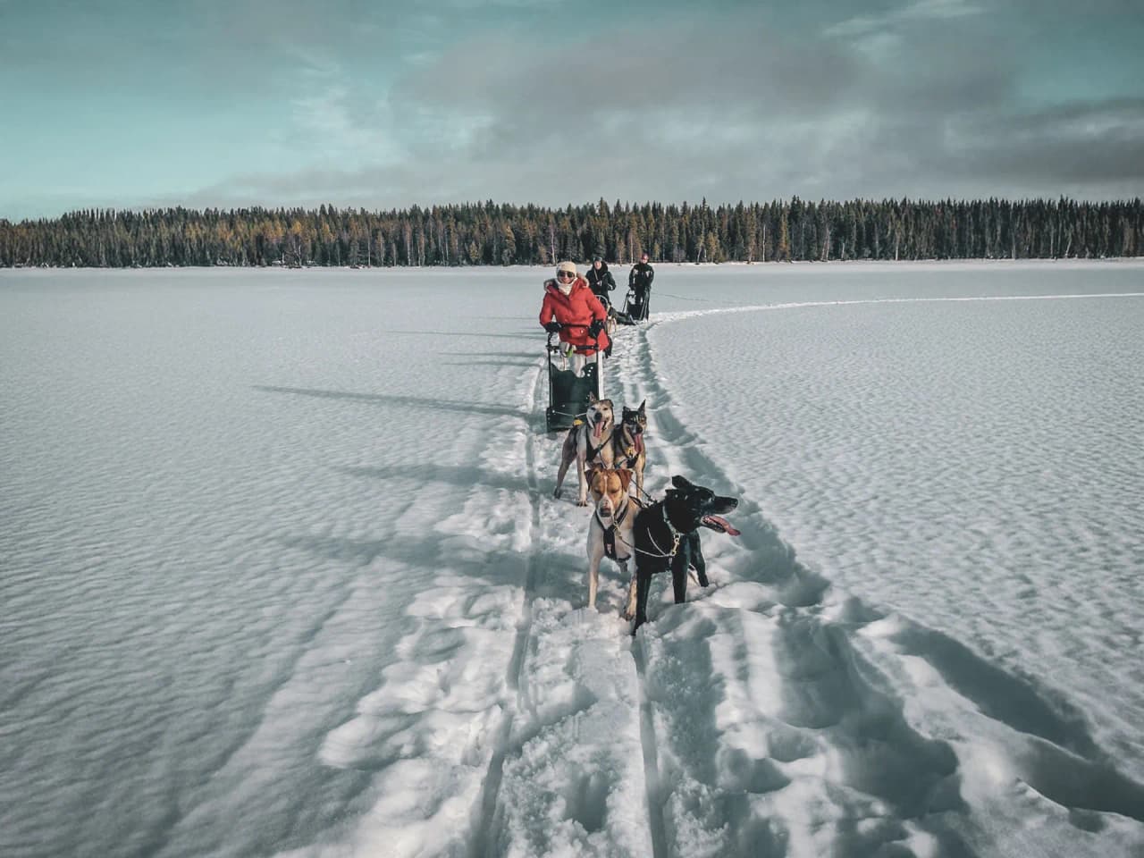 un attelage de chiens de traîneau sur un vaste glacier enneigé.