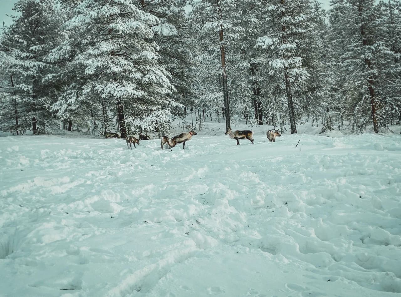 Rendierhoeders in de betoverende sneeuw van Zweeds Lapland, onder besneeuwde bomen.