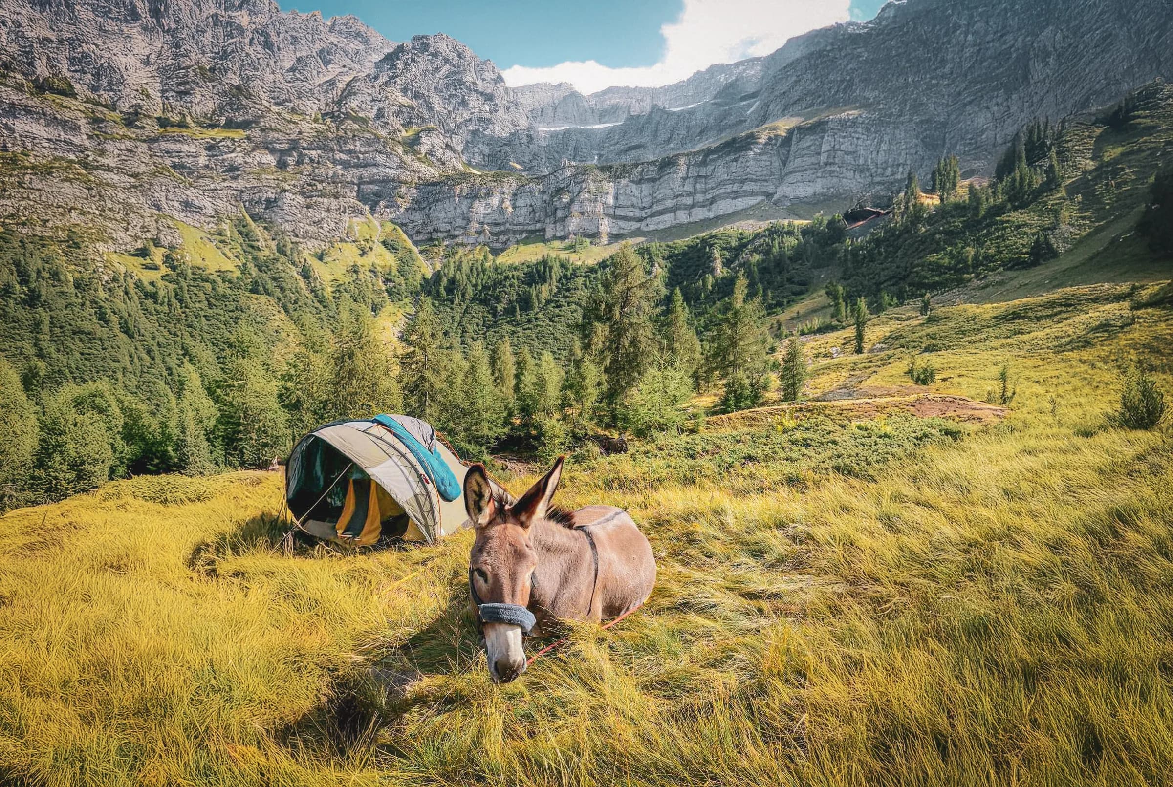 A donkey rests peacefully in an alpine landscape, surrounded by green meadows and high rocky peaks in the background. Nearby, a colourful camping tent is set up on the grassy ground.