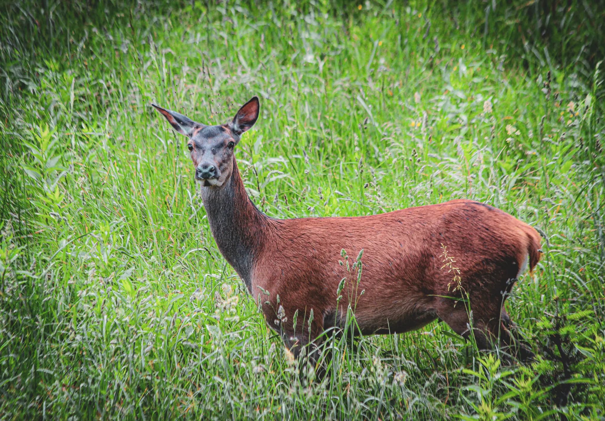 An elegant ungulate in a vast green field, an invitation to adventure in the Vercors.