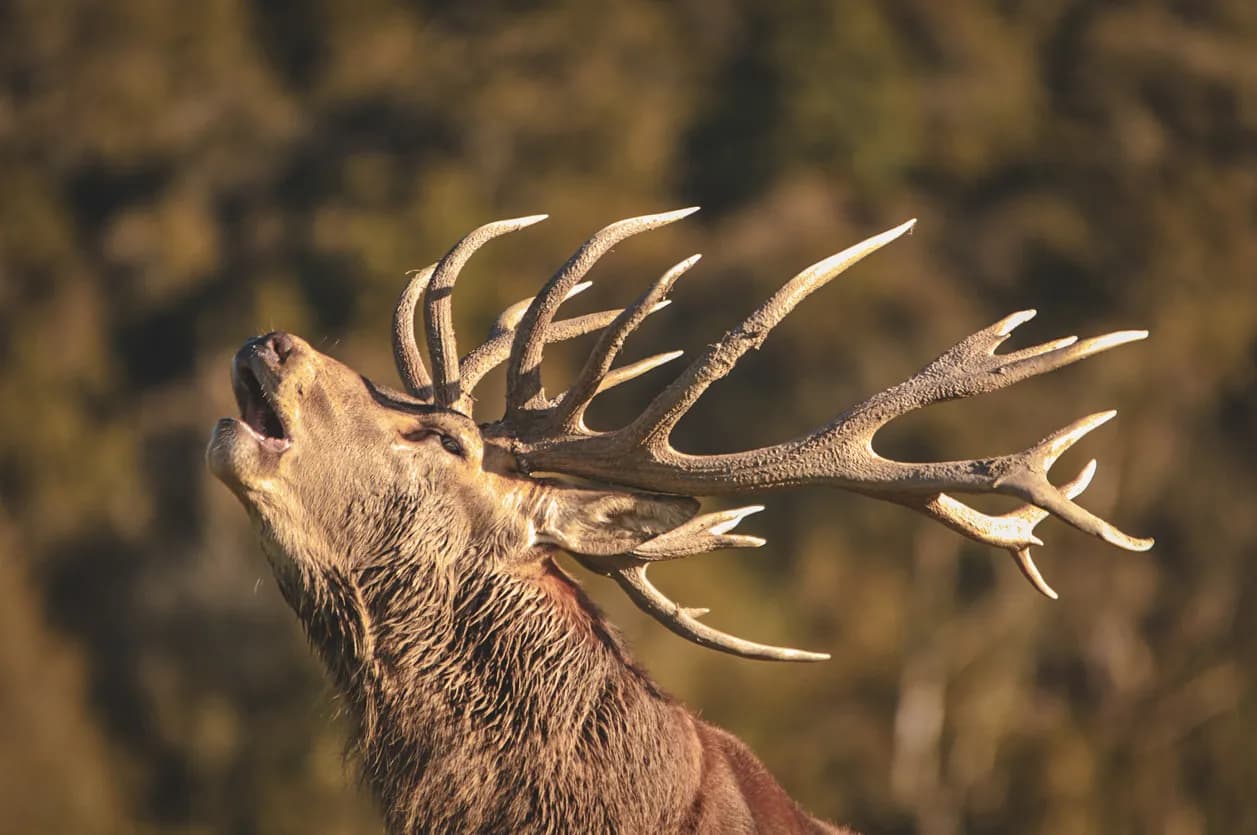 Un majestueux cerf bramant sous la lumière dorée de la forêt, invitant à l'évasion en Ardenne.