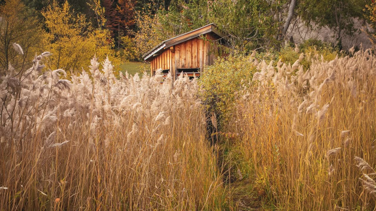 Un cabanon en bois émerge parmi les hautes herbes dorées, en pleine nature automnale.