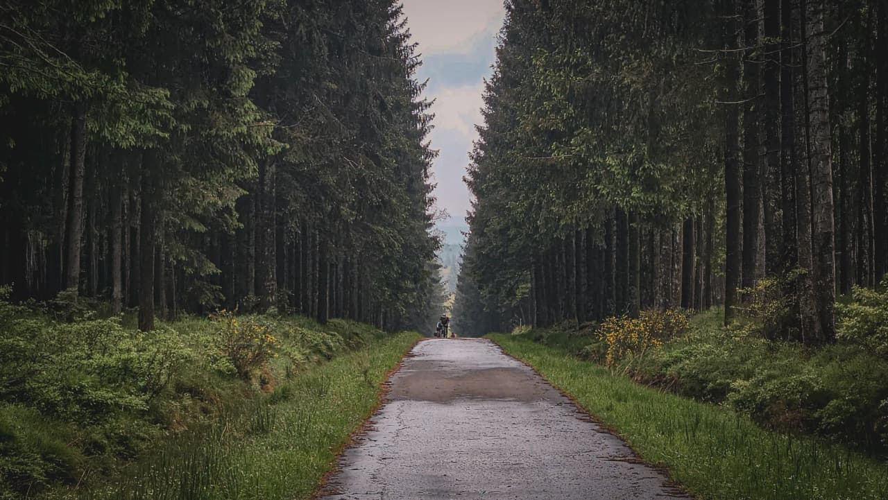 Een bucolisch, met bomen omzoomd pad dat uitnodigt tot een fietsavontuur in de Hoge Venen.