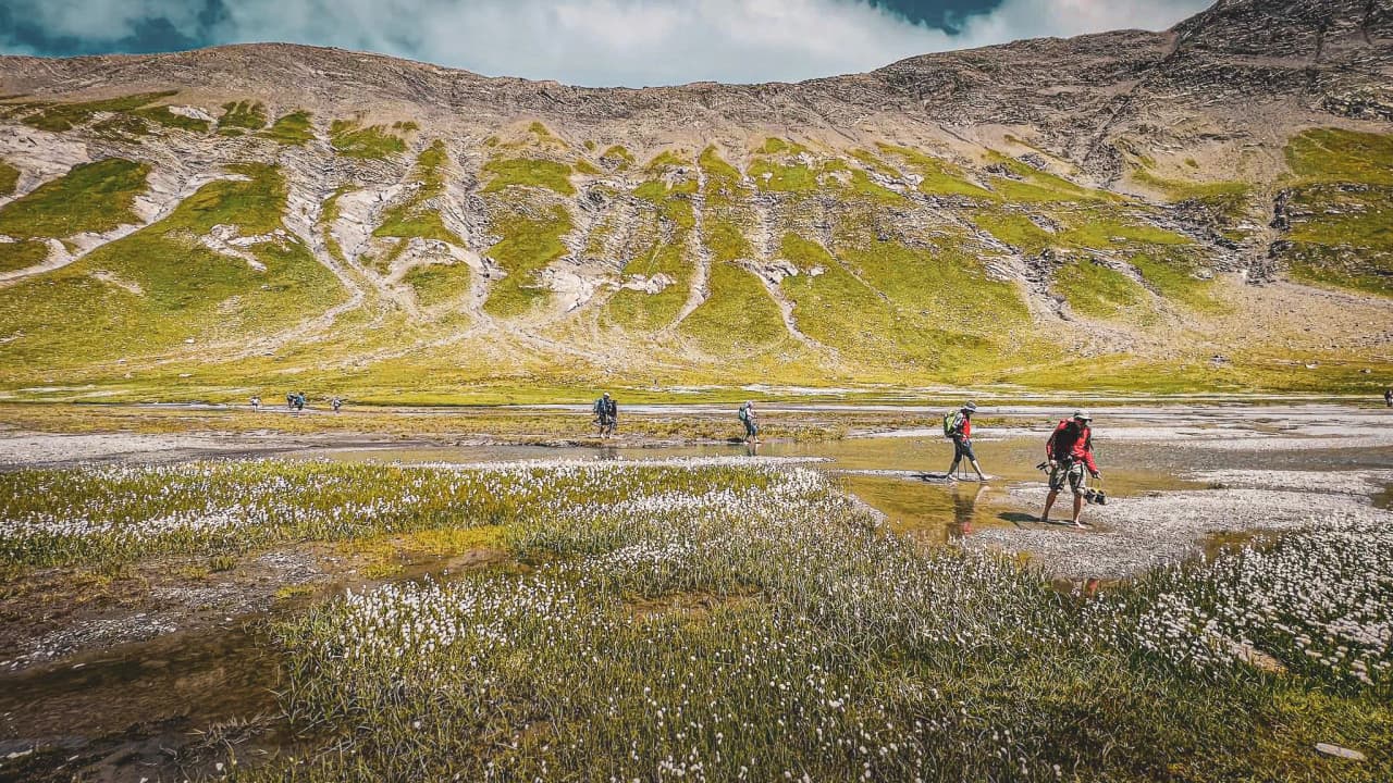 Groupe de randonneurs traversant un paysage alpin verdoyant aux fleurs blanches et montagnes majestueuses.