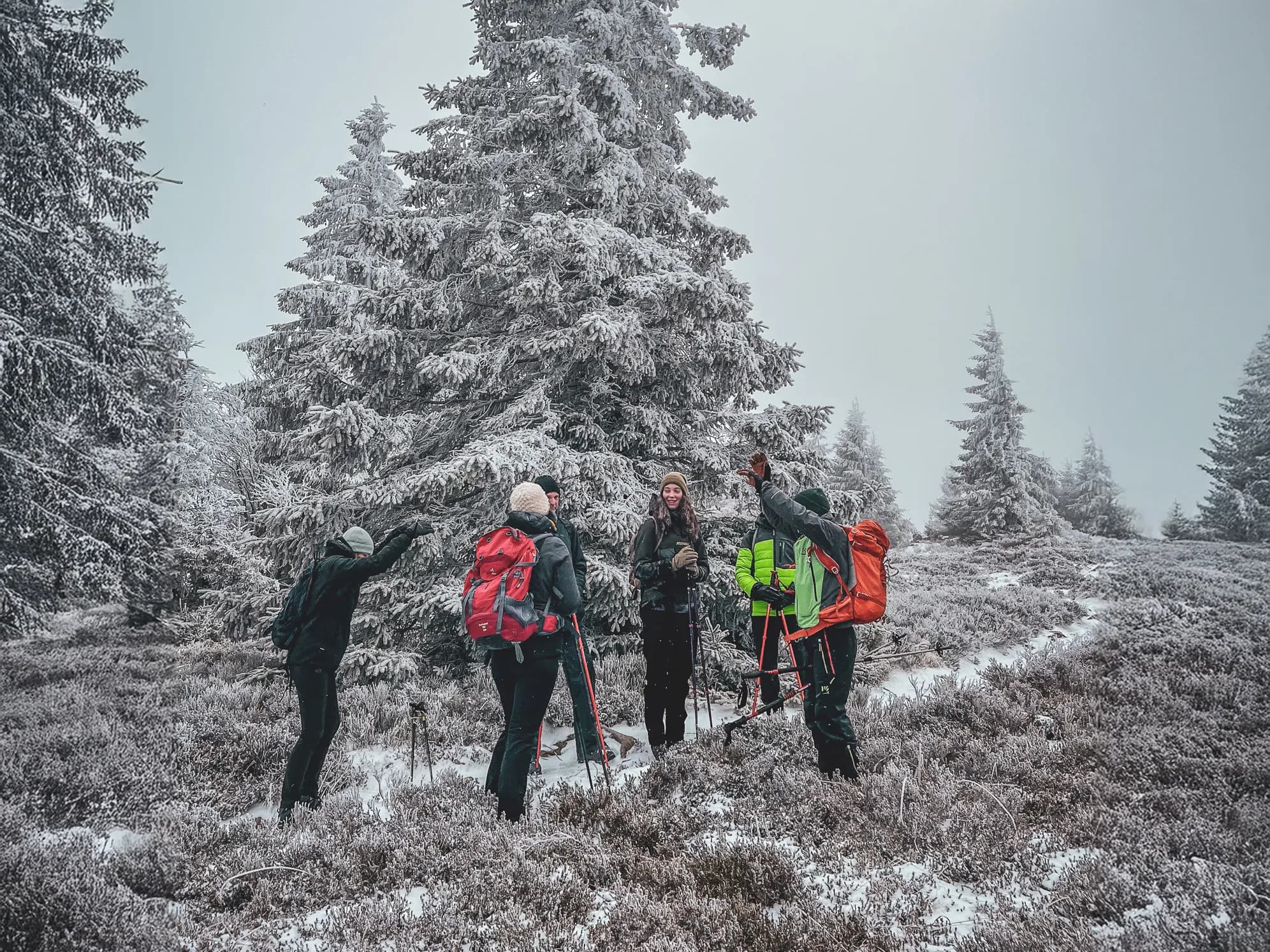Een groep sneeuwschoenwandelaars onder een mistige hemel, omringd door besneeuwde dennenbomen.