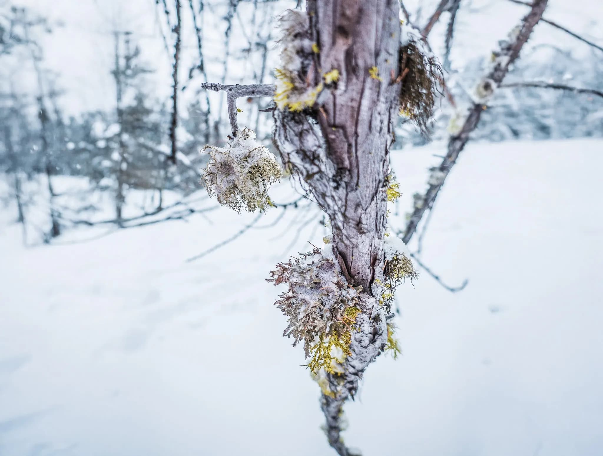 A lichen-covered tree in a snowy landscape, revealing the beauty of the Queyras mountains.