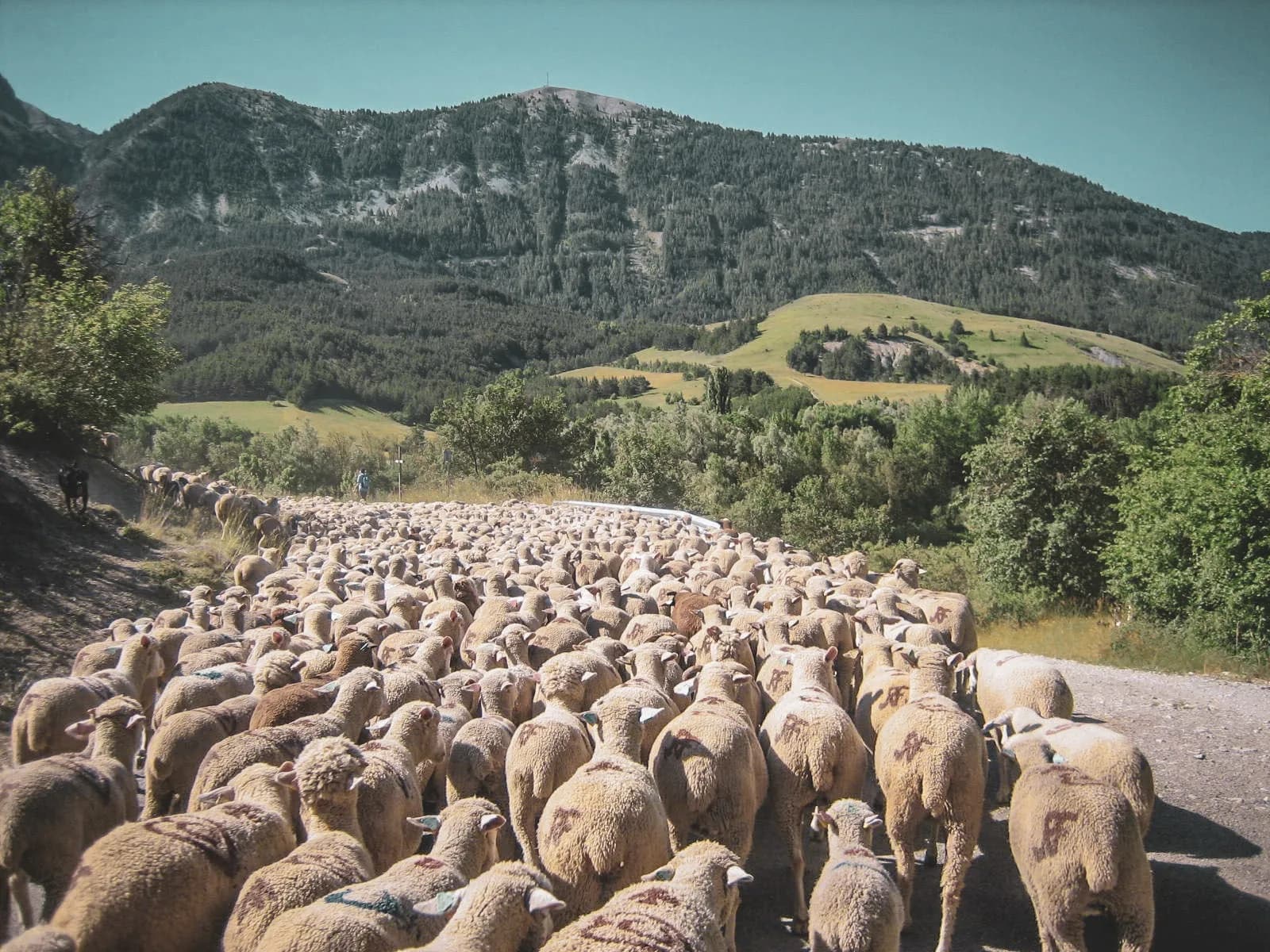 Un troupeau de moutons marchant paisiblement dans un paysage montagnard enchanteur.