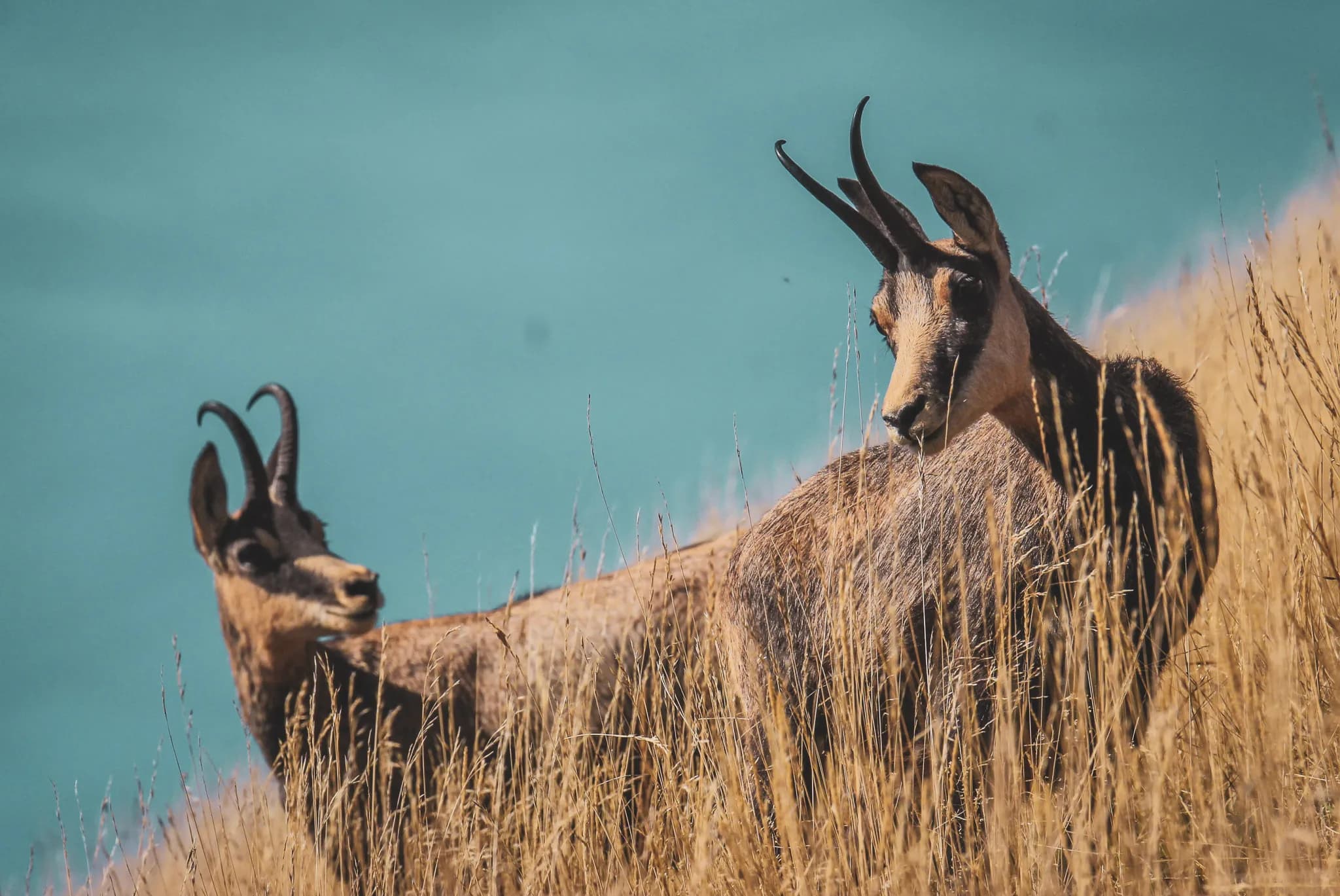 Two chamois stand in a golden meadow overlooking turquoise waters, inviting adventure.