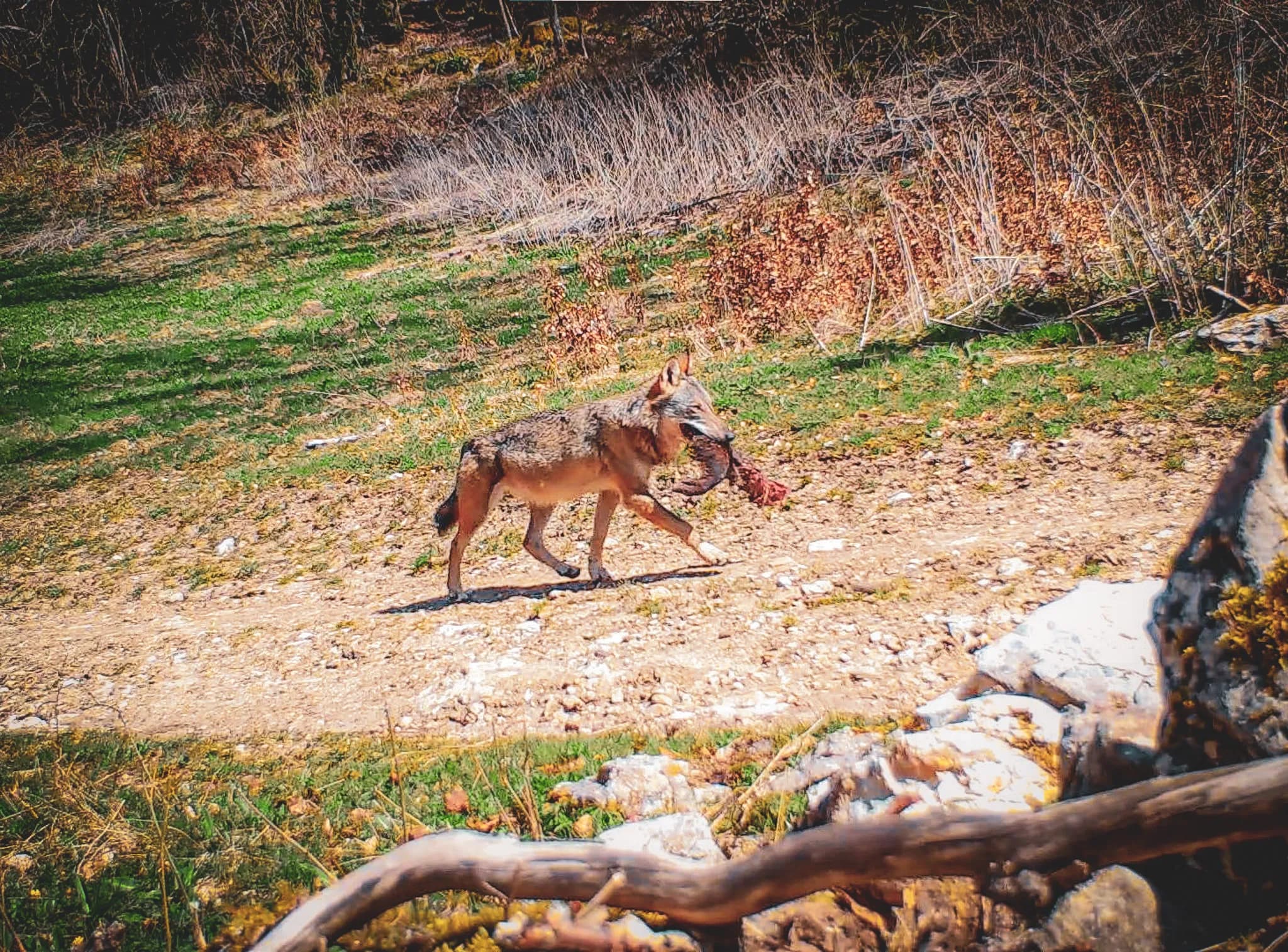 A wolf running with its prey through the green landscapes of the Vercors, an invitation to adventure.
