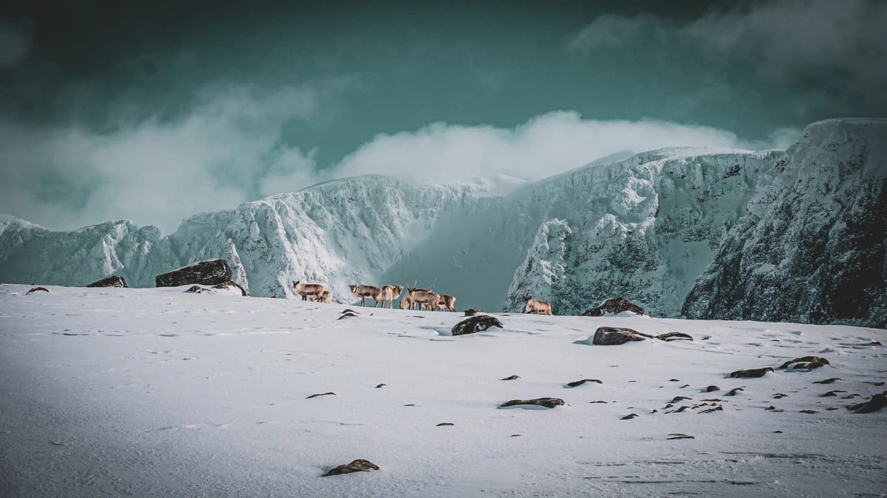 Een kudde rendieren beweegt zich door een majestueus besneeuwd landschap, met bergen op de achtergrond.