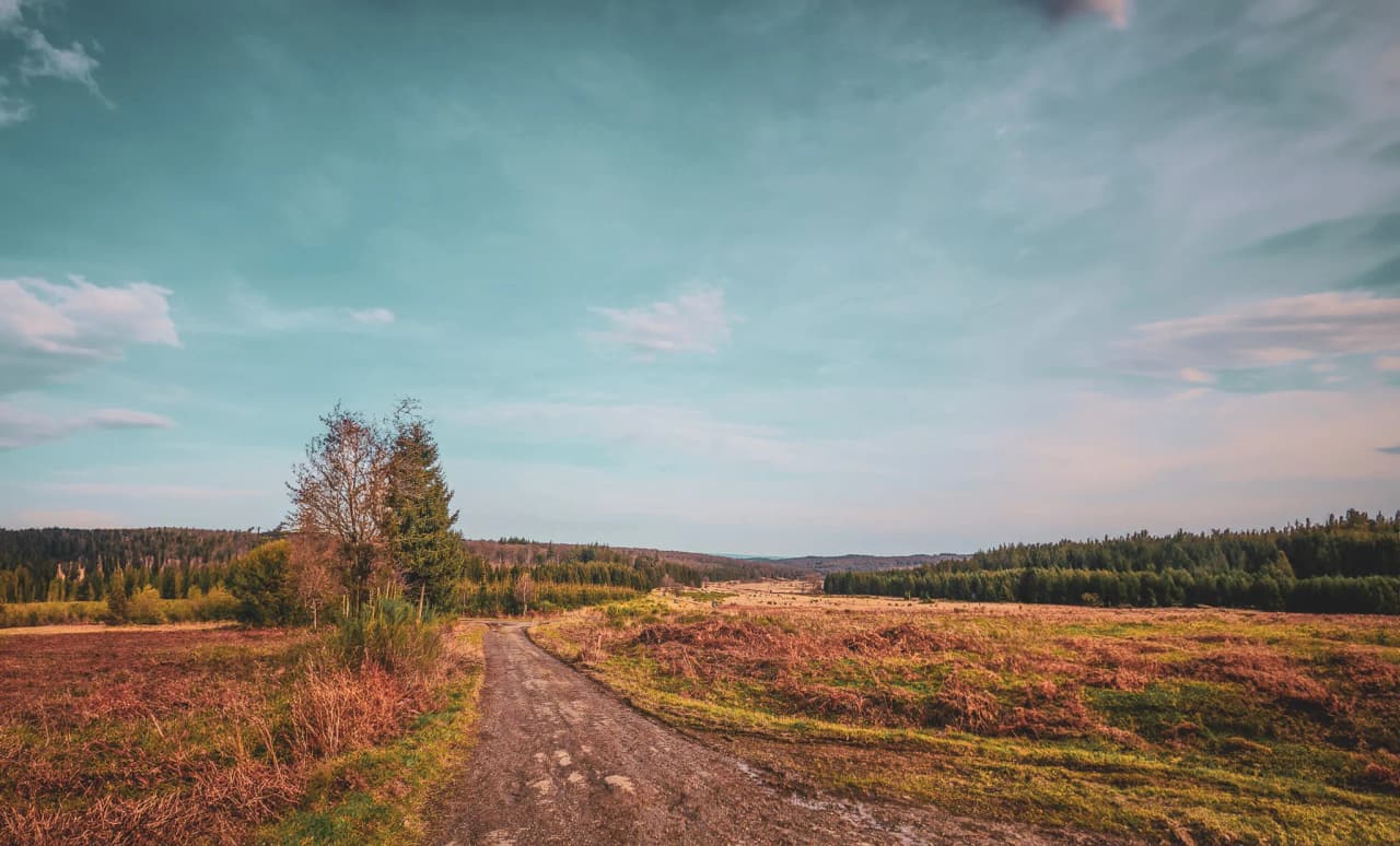 A dirt track winding through a vast, serene natural landscape, flanked by scrub and grass. To the left, trees with dense foliage, while to the right, the plain stretches out
