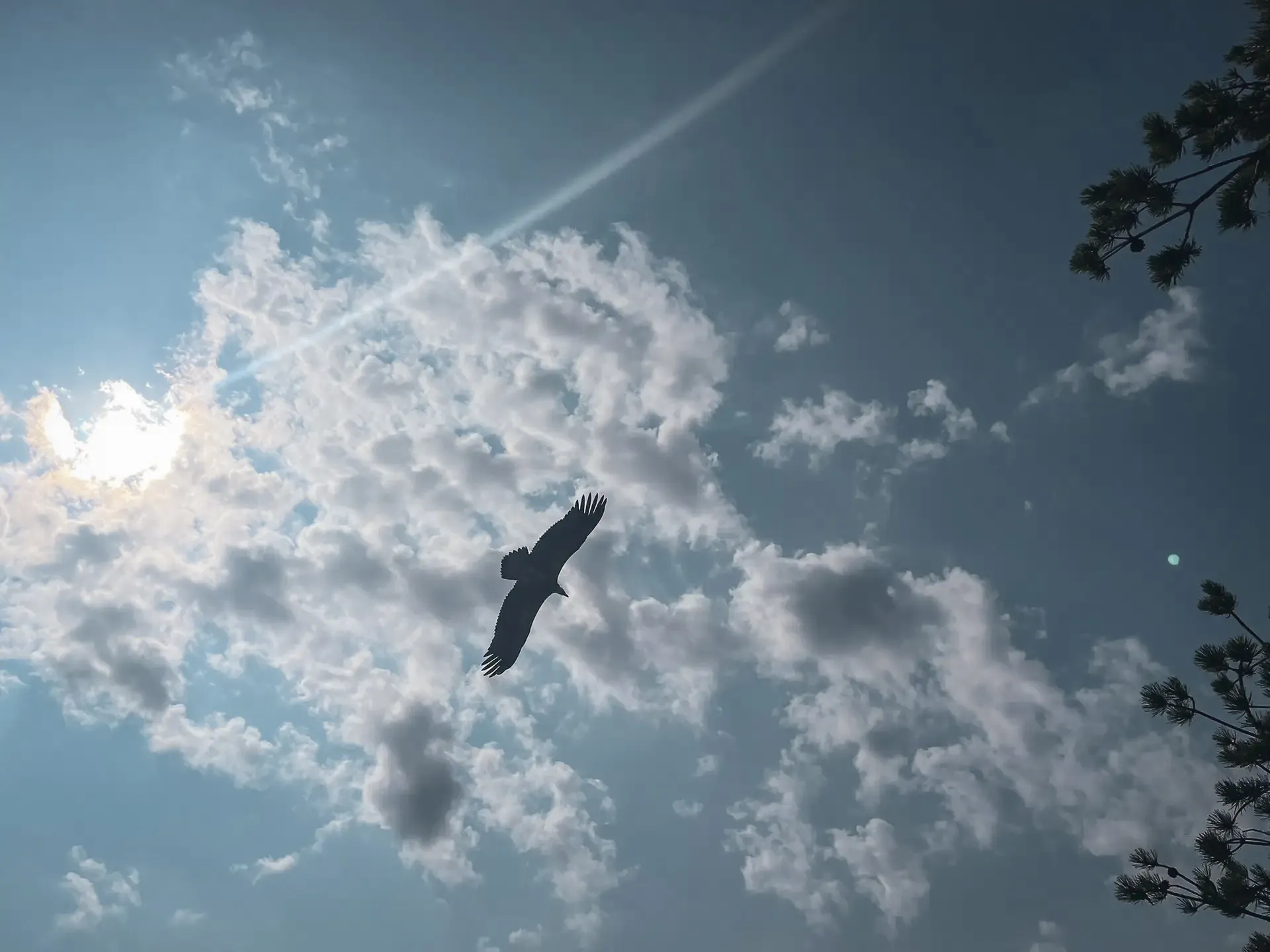 Un vautour majestueux plane dans un ciel ensoleillé, entouré de nuages. Évasion nature garantie!