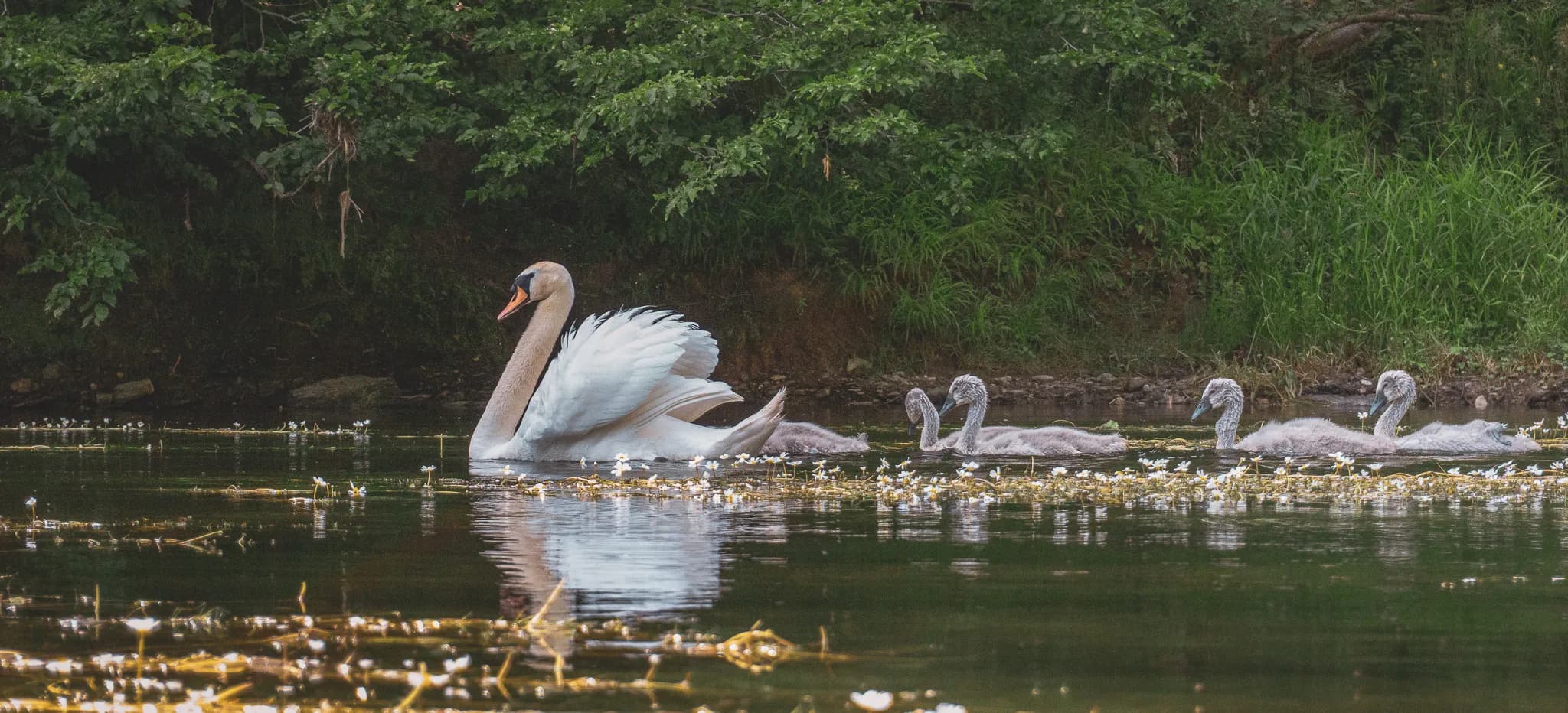 Een majestueuze zwaan zwemt rustig over een kalm stuk water, gevolgd door verschillende grijs gevederde zwanen. Op de achtergrond omringt weelderige groene vegetatie het waterlichaam, waardoor