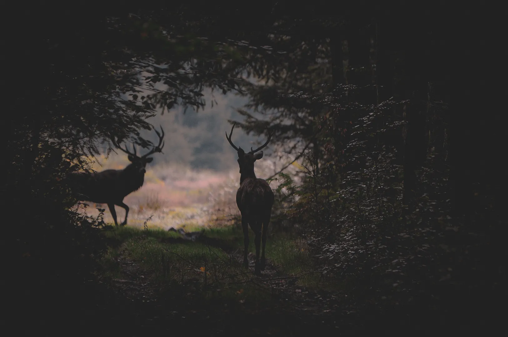 A forest path plunged into darkness, illuminated by a soft light at the back. Two deer silhouettes stand out in the blur, one standing slightly back, while the other is in the background.
