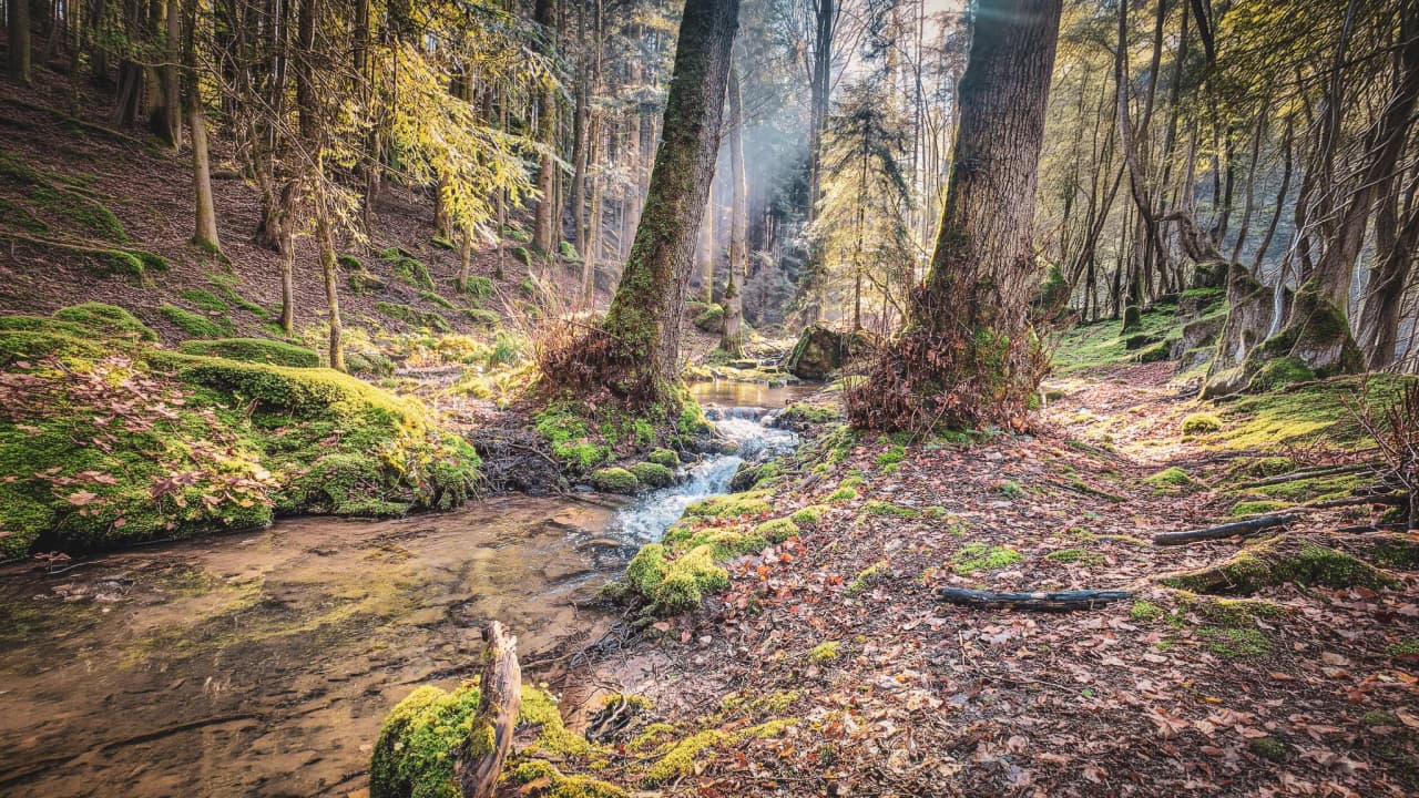 A crystal-clear stream meanders through a lush forest, inviting you to escape and relax.