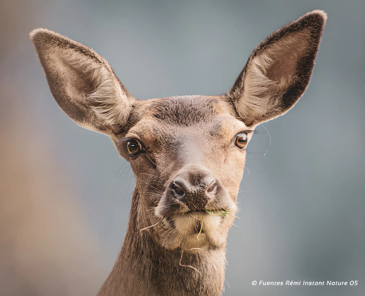 A close-up portrait of a chamois in its natural habitat, evoking a mountain adventure.