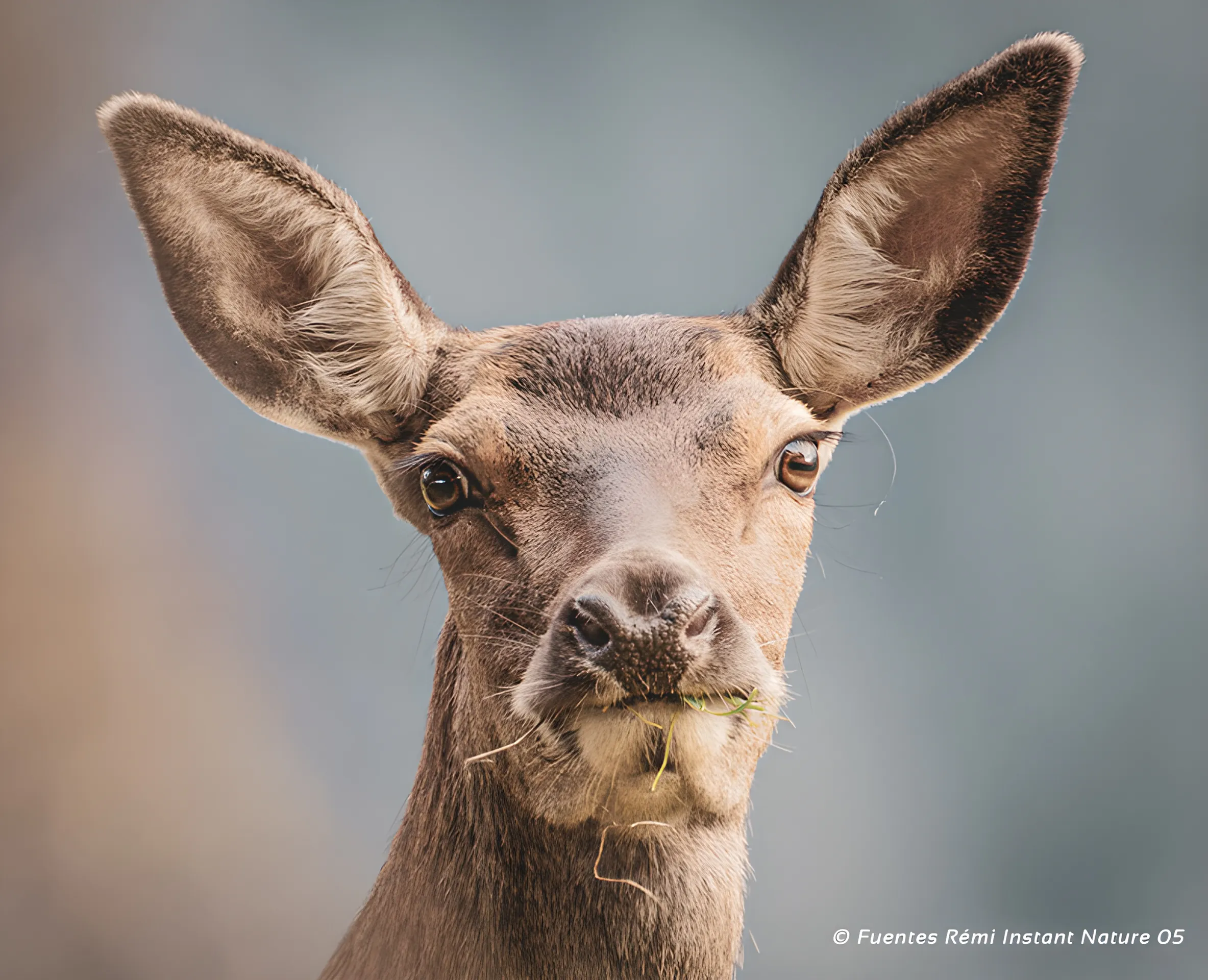 A close-up portrait of a chamois in its natural habitat, evoking a mountain adventure.