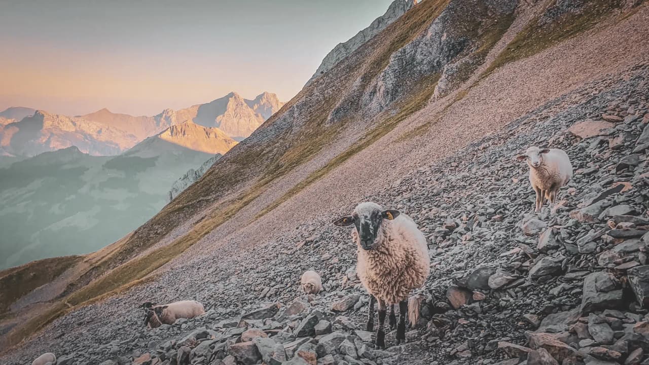 Schapen grazen op Alpenrotsen, met het majestueuze Aravisgebergte op de achtergrond.