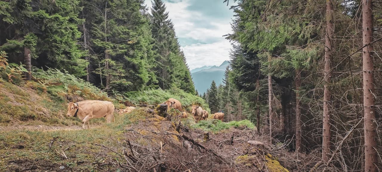 Vache dans les montagnes des pyrénées