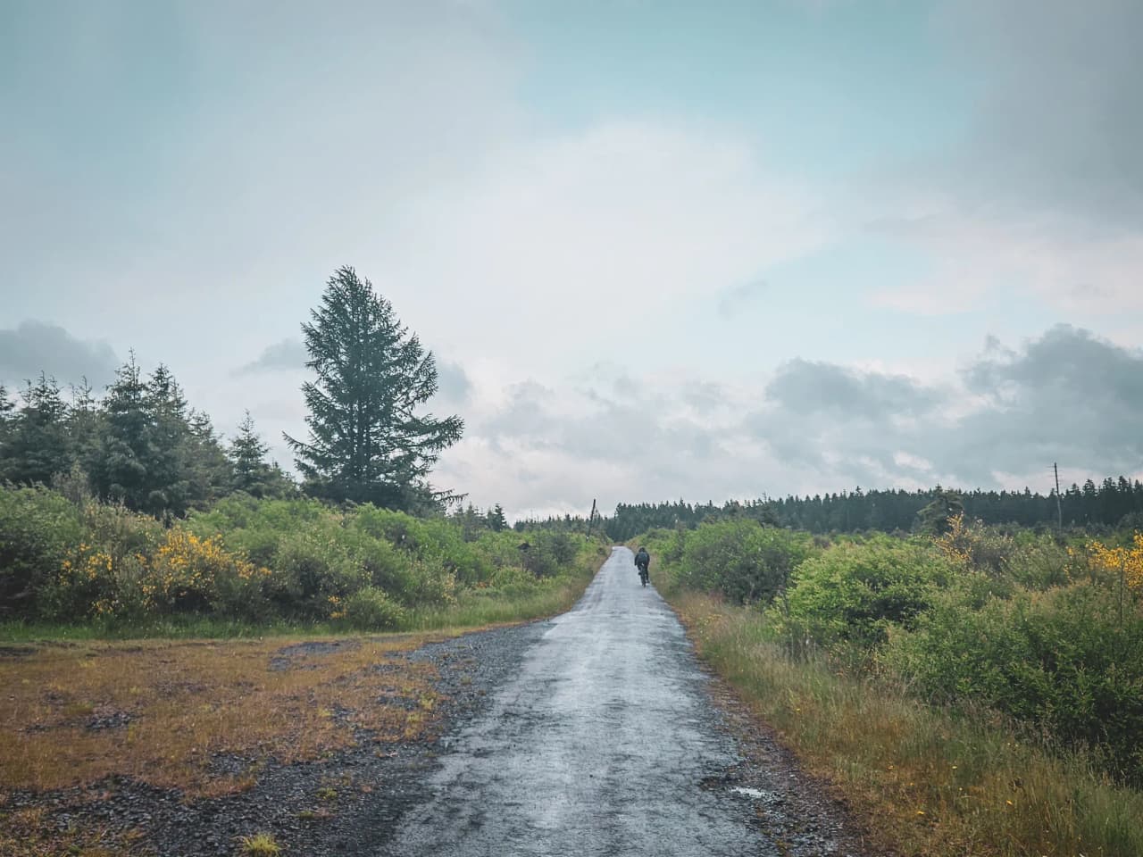 Un chemin isolé à travers la verdure, idéal pour une aventure à vélo dans les Hautes Fagnes.