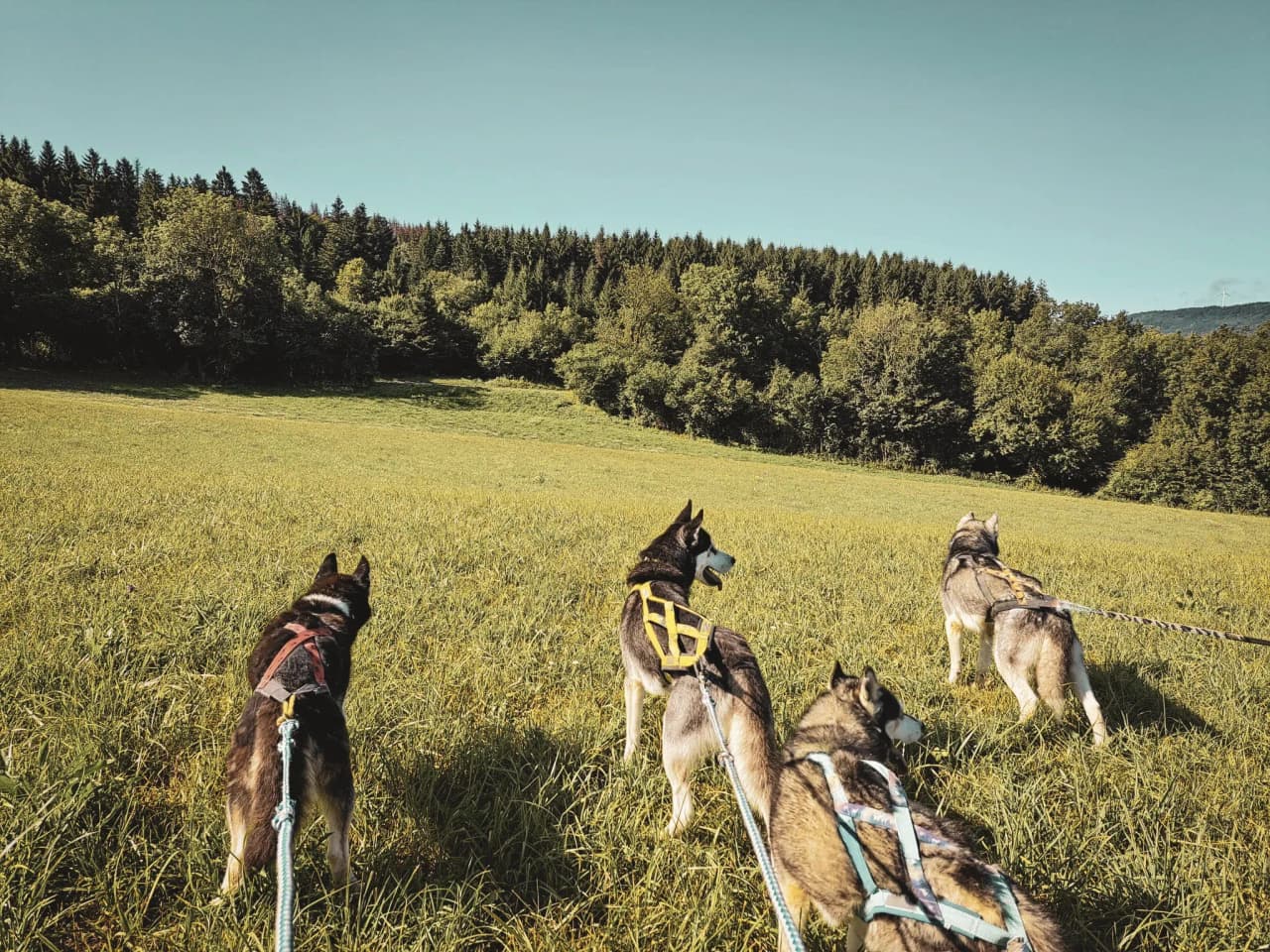 Four attentive huskies in a green field, ready for adventure in the great outdoors.