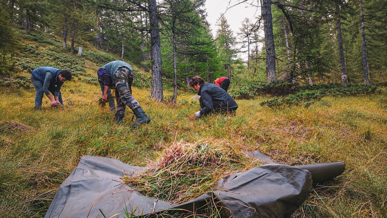 Groupe de personnes en pleine forêt, apprenant à survivre dans la nature verdoyante.