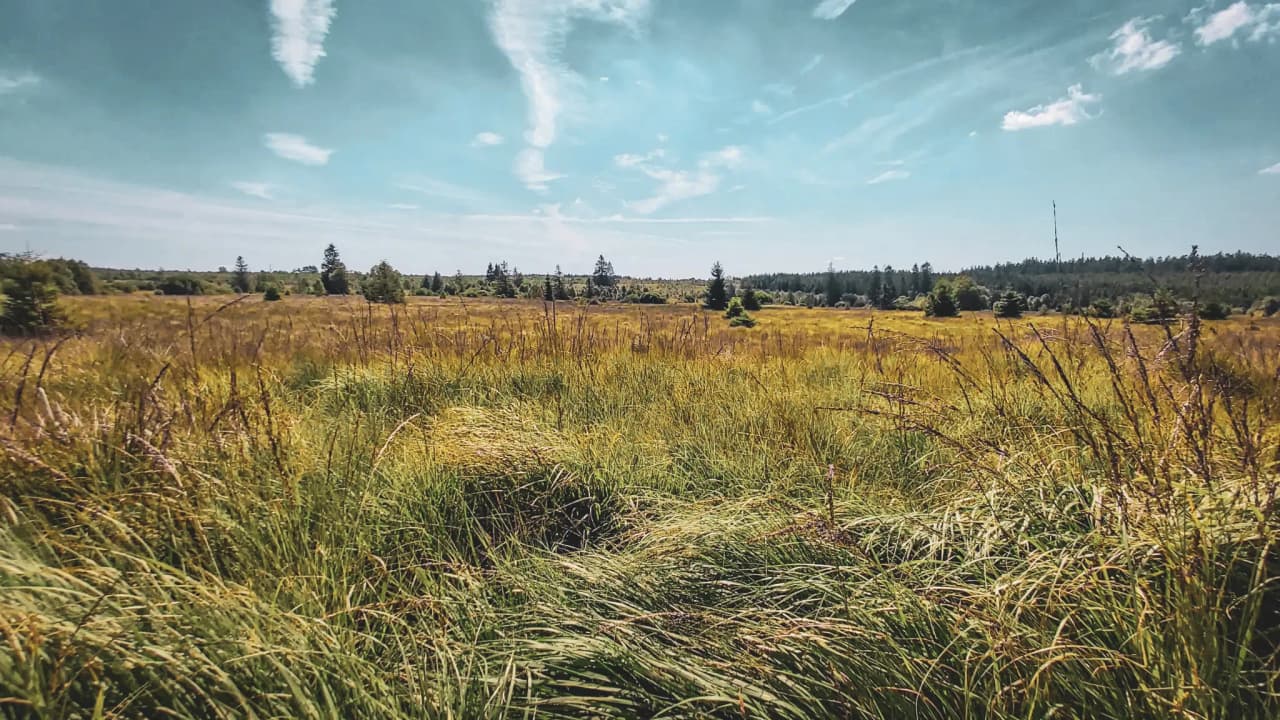 Un vaste paysage de prairies dorées sous un ciel bleu, parfait pour explorer les Hautes Fagnes.
