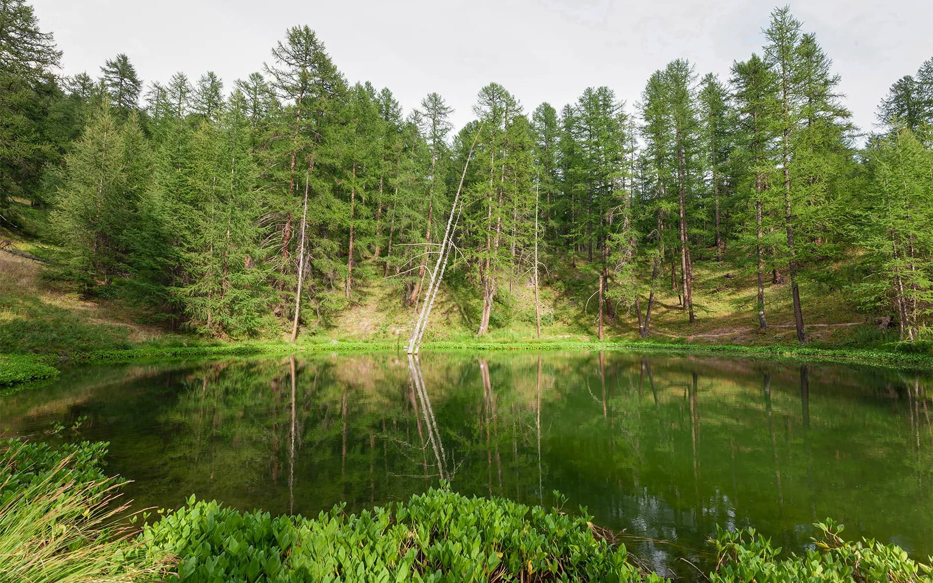 A peaceful lake surrounded by tall green trees, with reflections perfectly visible on the surface of the water. The lush vegetation is dominated by conifers, while aquatic plants line the shoreline.