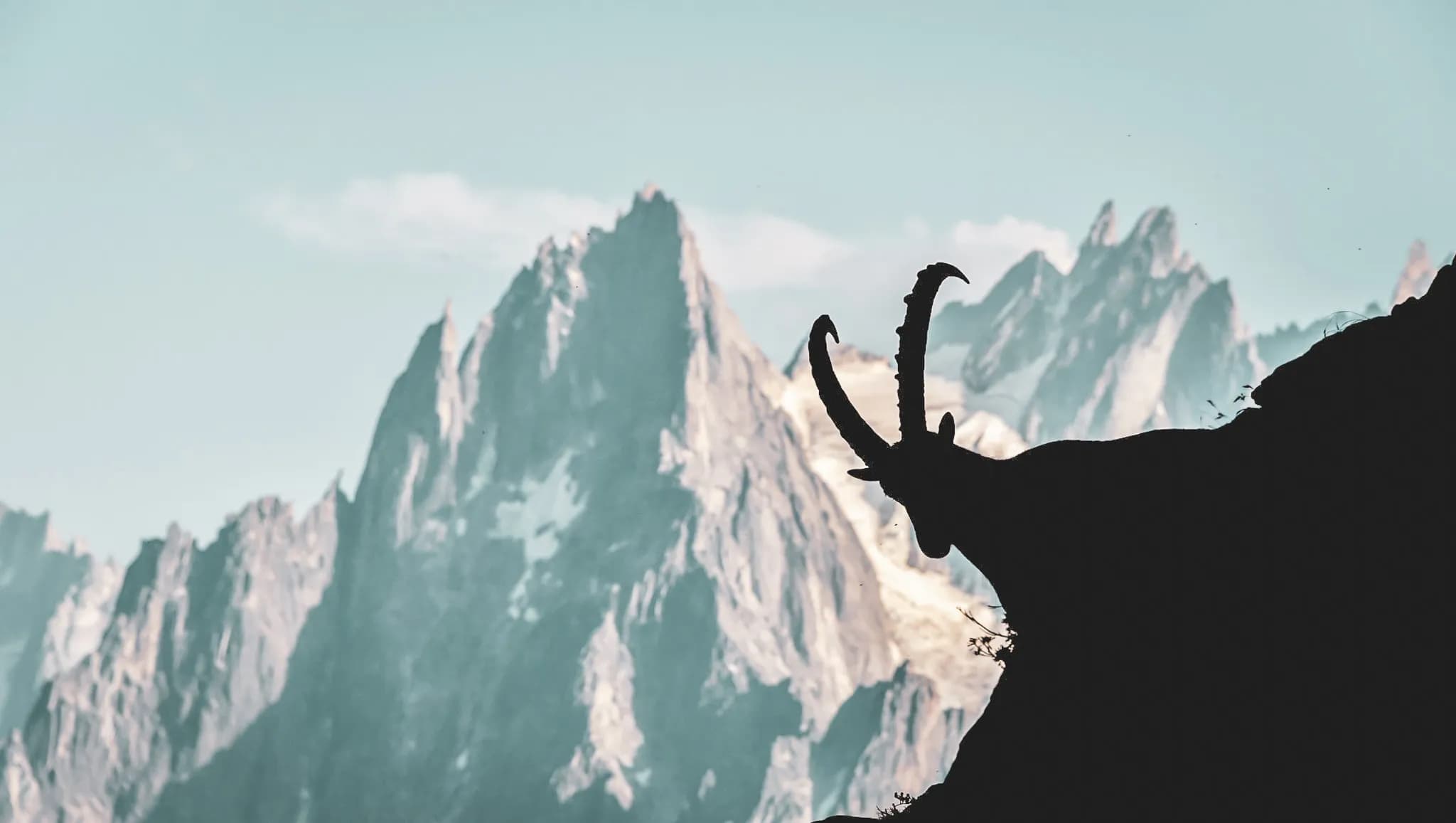 Un sommet montagneux de grande hauteur, caractérisé par des crêtes abruptes et des formations rocheuses, se dresse en arrière-plan. À l'avant, la silhouette d'un chamois ou d'un bouquetin se profile, mettant en