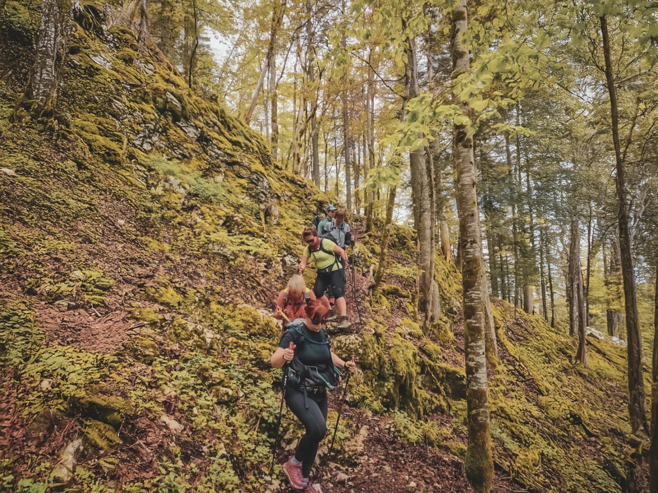 A group of hikers descend a green path in the heart of the Jura forests.