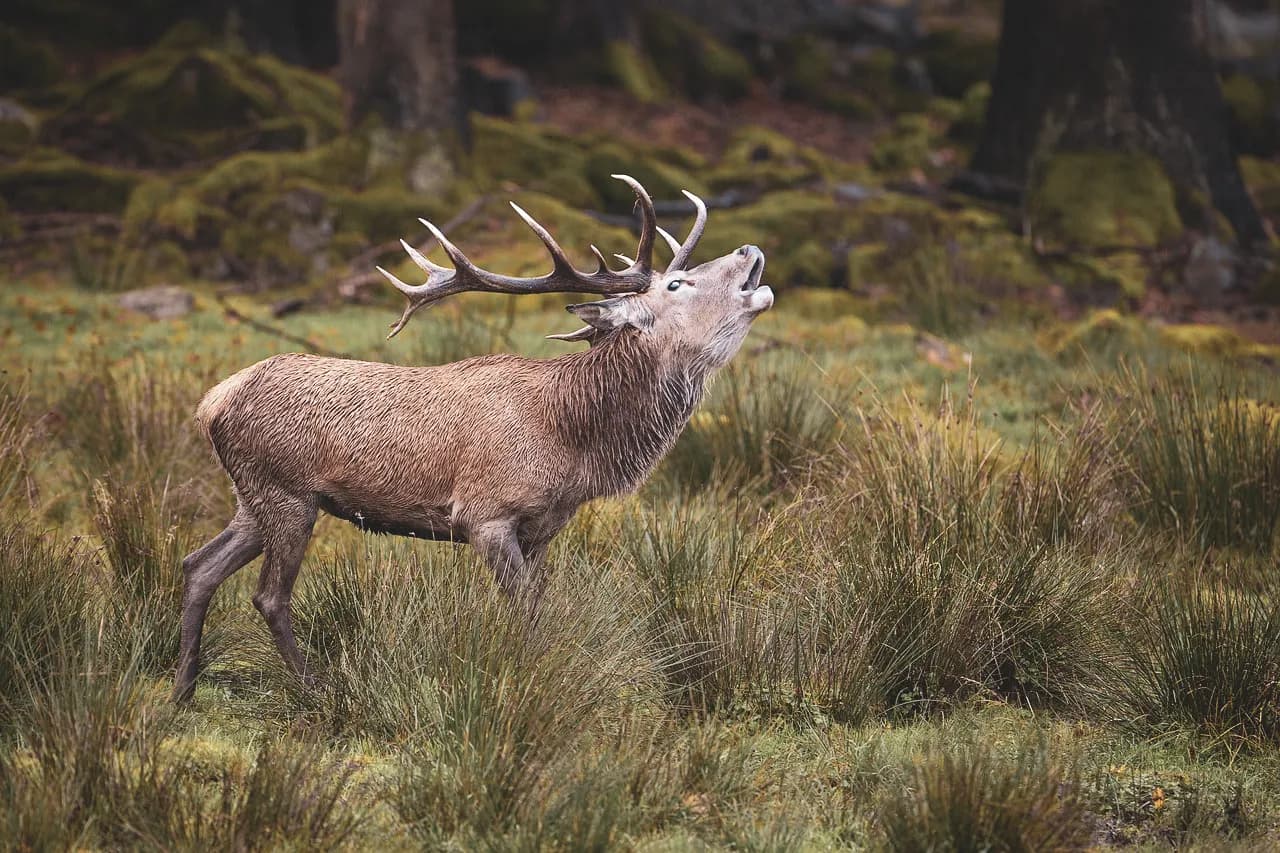 A majestic stag bellowing in a green forest in the Vosges mountains, an invitation to escape to nature.