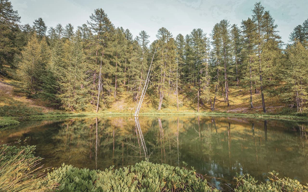 A peaceful lake surrounded by majestic pine trees, a perfect reflection of nature in the heart of the Queyras.