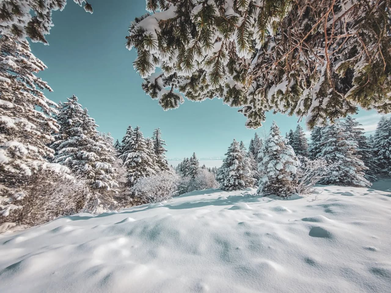 Panorama hivernal du Jura suisse, arbres enneigés sous un ciel bleu éclatant.