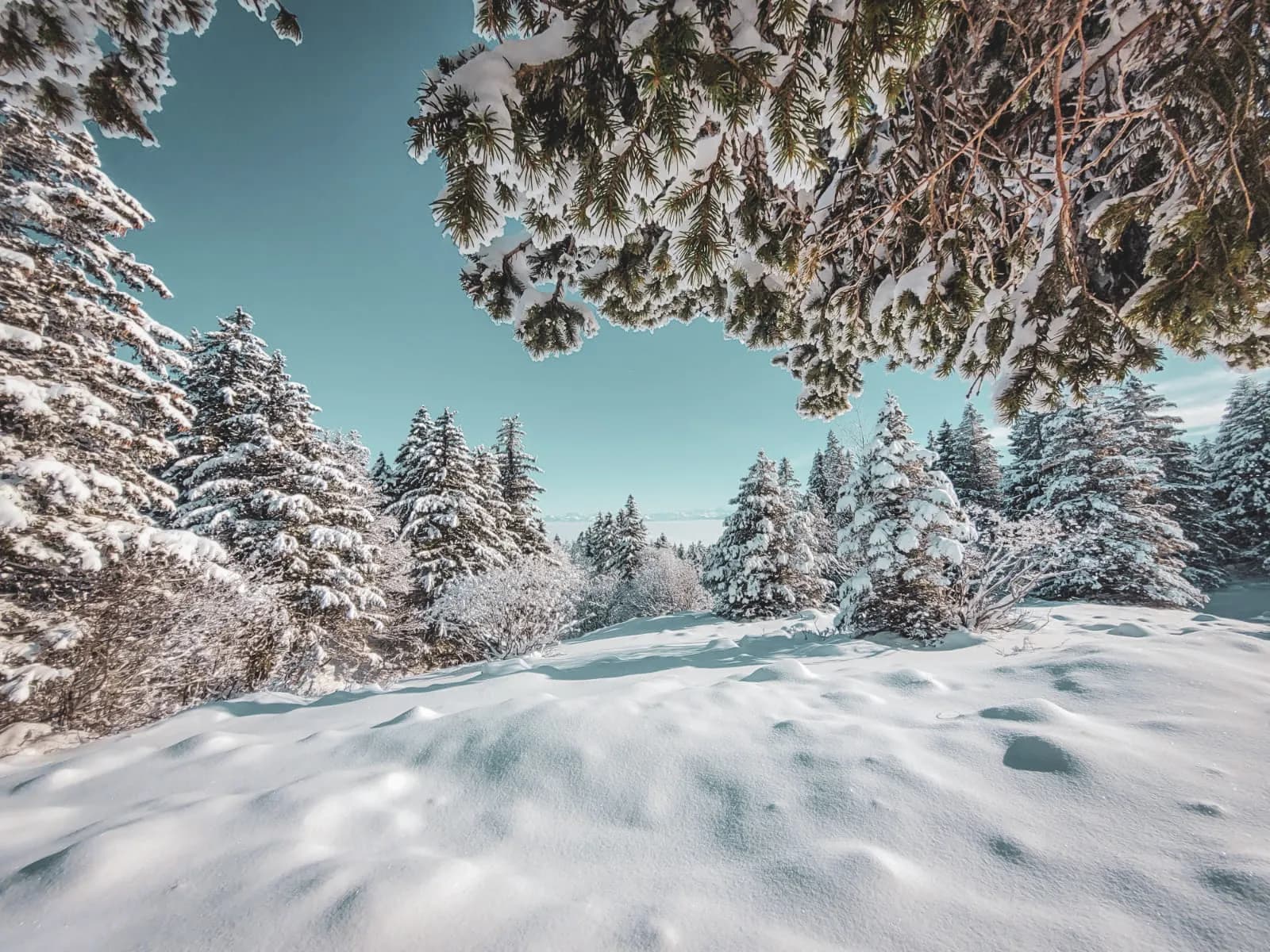 Panorama hivernal du Jura suisse, arbres enneigés sous un ciel bleu éclatant.