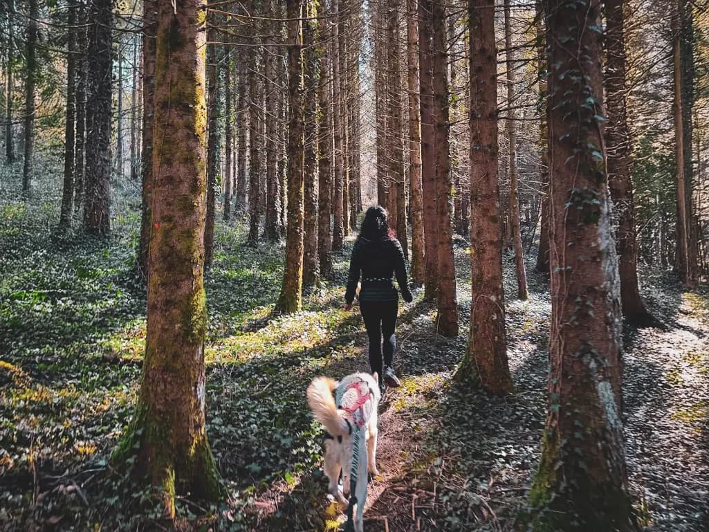 A hiker and her dog are walking through a green forest in the Jura, bathed in sunlight.