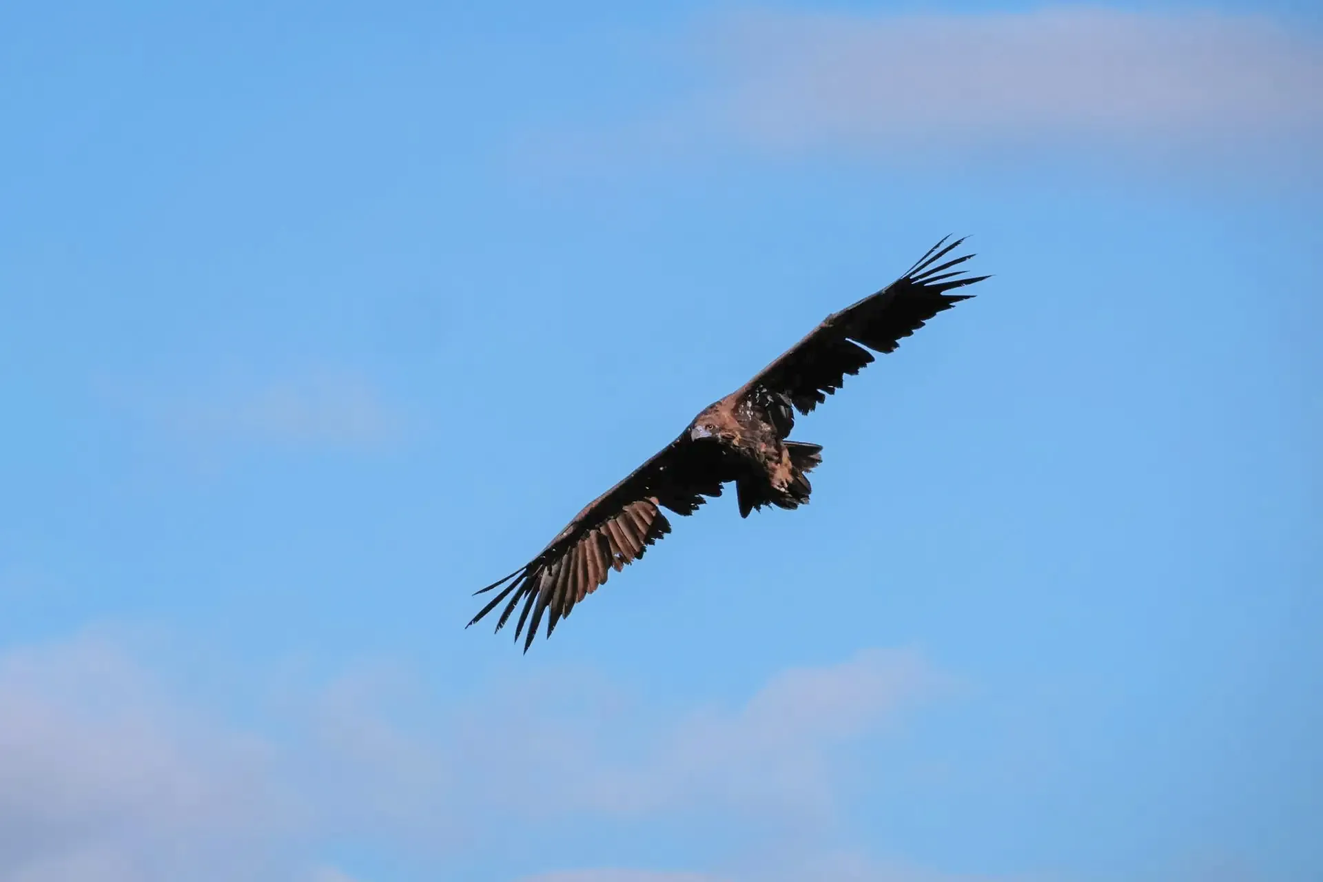 Vautour majestueux planant dans le ciel bleu des Gorges du Tarn, invitant à l'aventure.