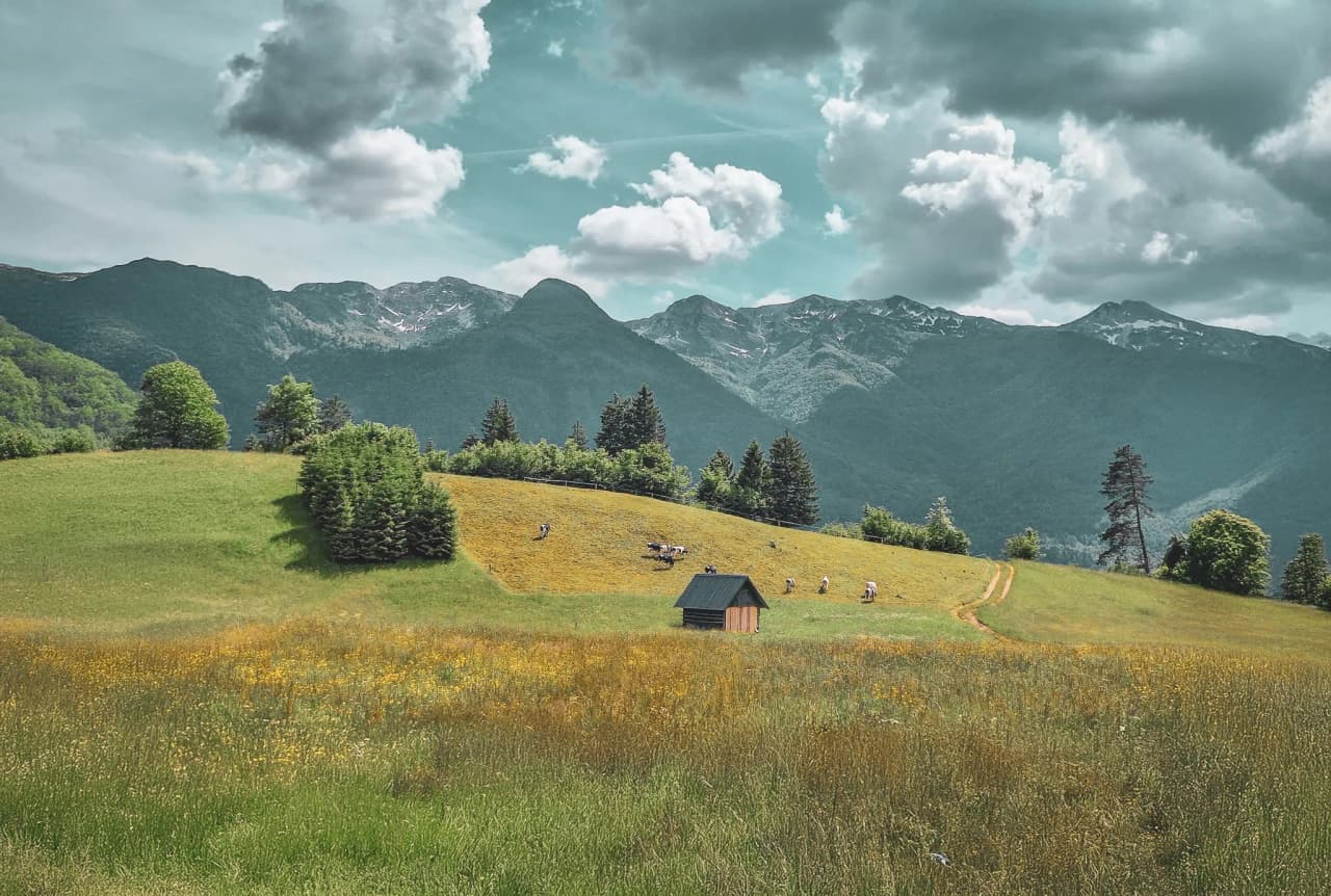 A green rural landscape with gentle hills and majestic mountains in the background. A small wooden hut comes into view, surrounded by fields of yellow and green wild flowers. A few cows graze peacefully