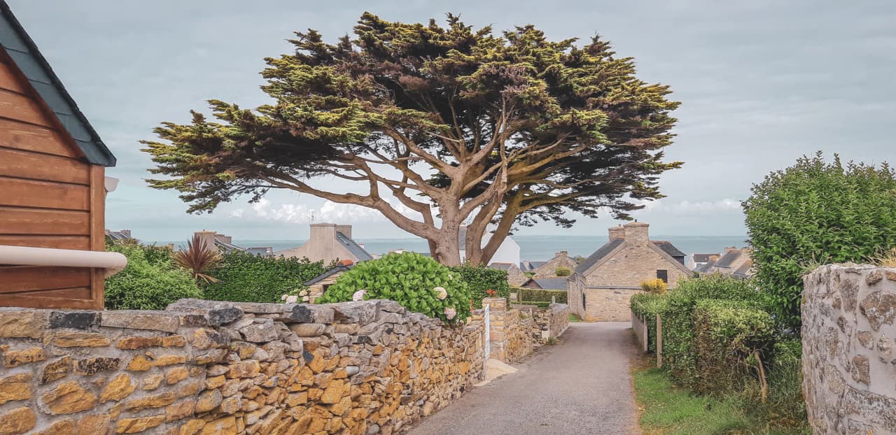 Charming lane lined with stone houses and a large tree, with a view of the Molène sea.