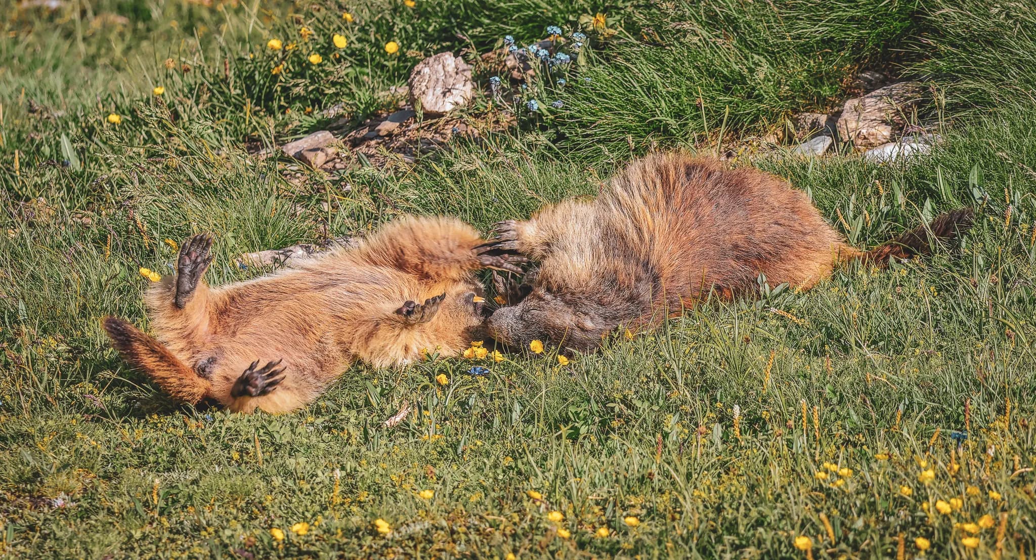 Deux marmottes se reposent sur un tapis de fleurs sauvages et d'herbe verte. Elles sont allongées sur le dos, avec leurs pattes en l'air, semblant jouer ou se prélasser au soleil. Le cadre naturel