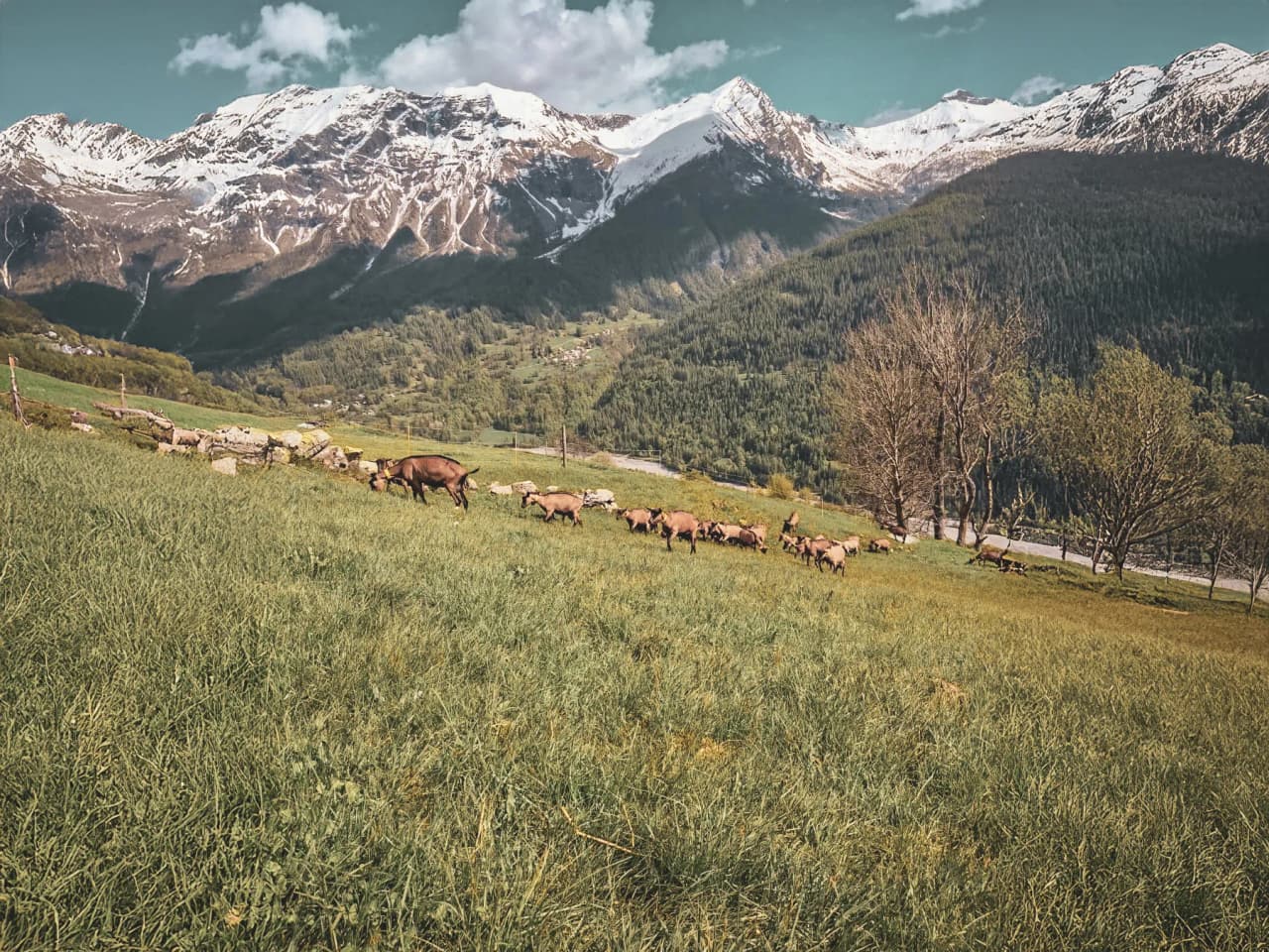 Majestic mountains envelop a green meadow where goats graze peacefully.