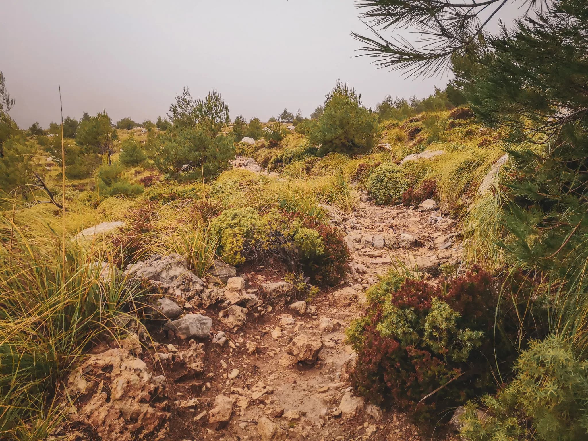A peaceful trail in Mallorca, surrounded by lush green vegetation and picturesque rocks.