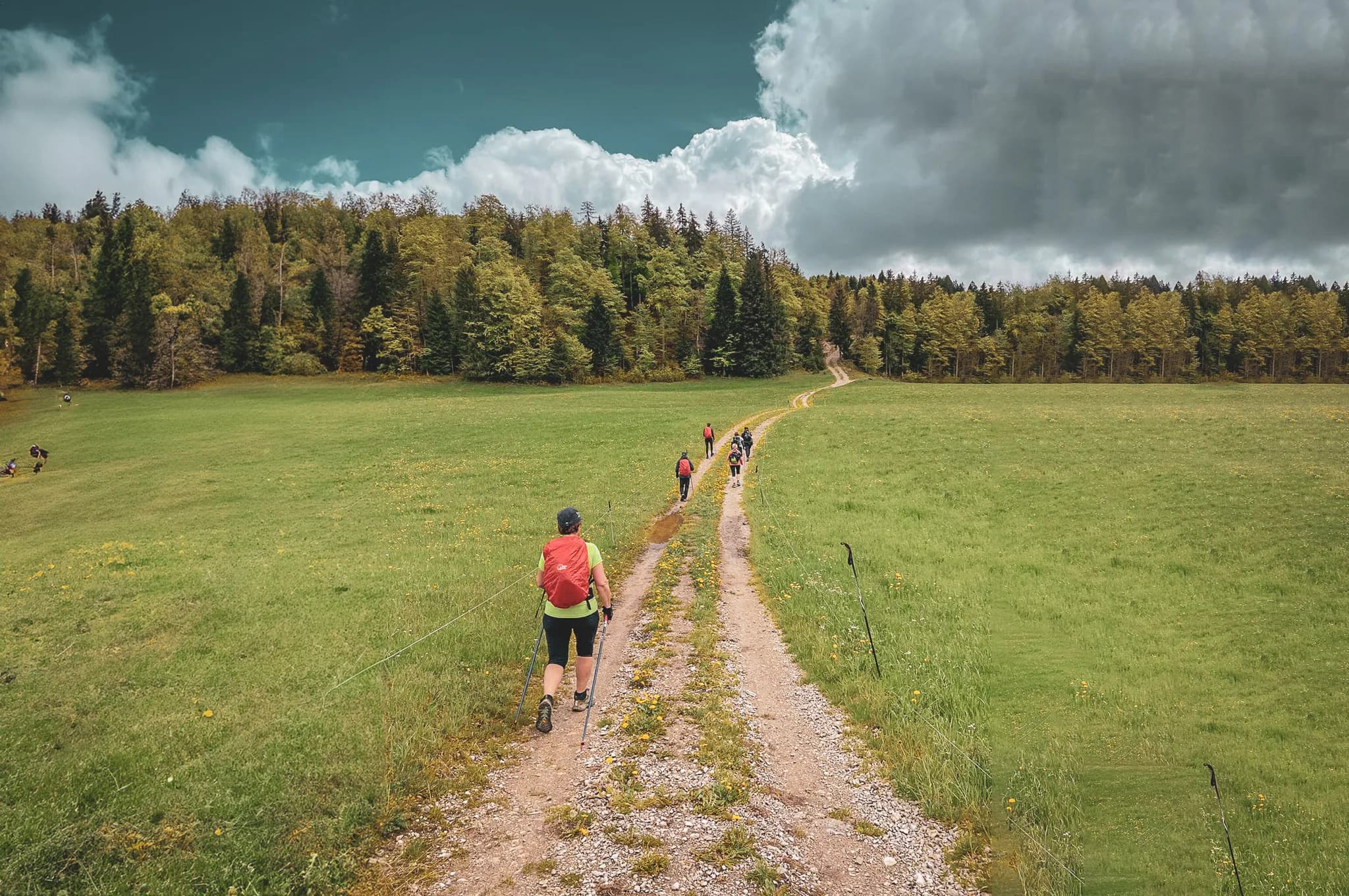 A group of walkers advance along a dirt track bordered by greenery, under a partly cloudy sky. In the background, a dense forest of conifers and deciduous trees stretches out, while
