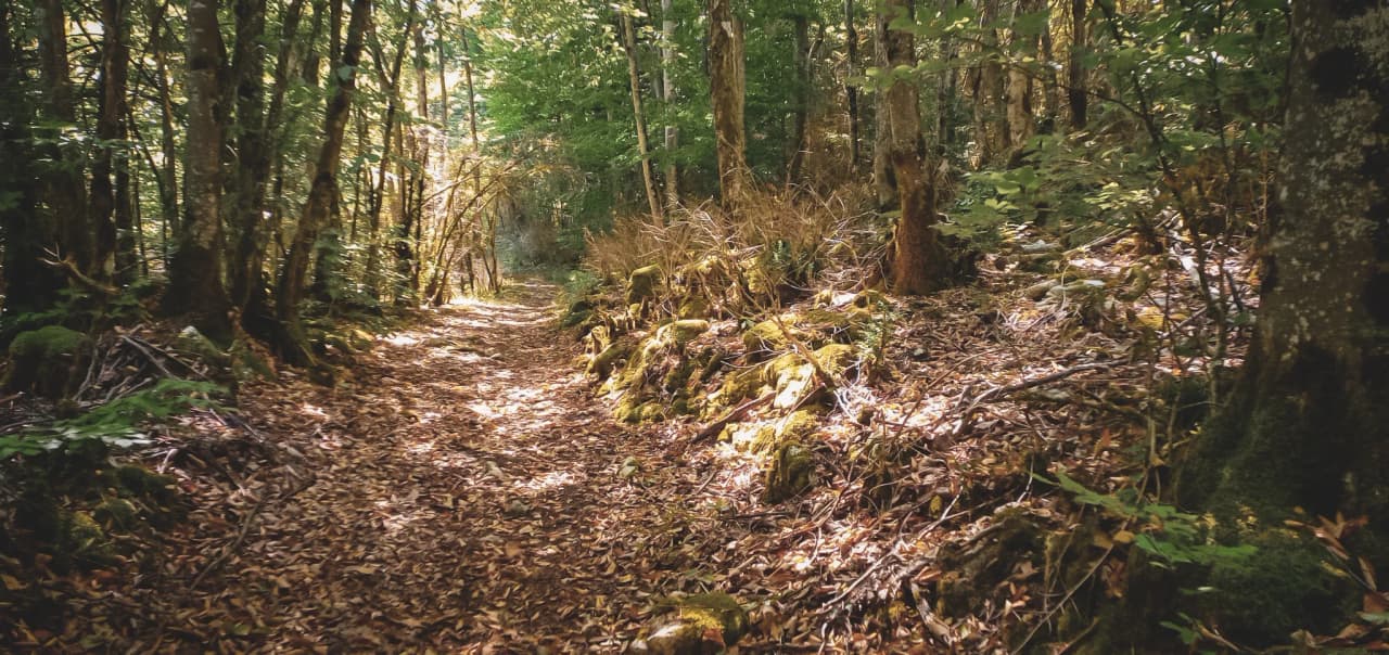 A luminous, tree-lined forest path invites you to embark on an adventure in the Vercors.